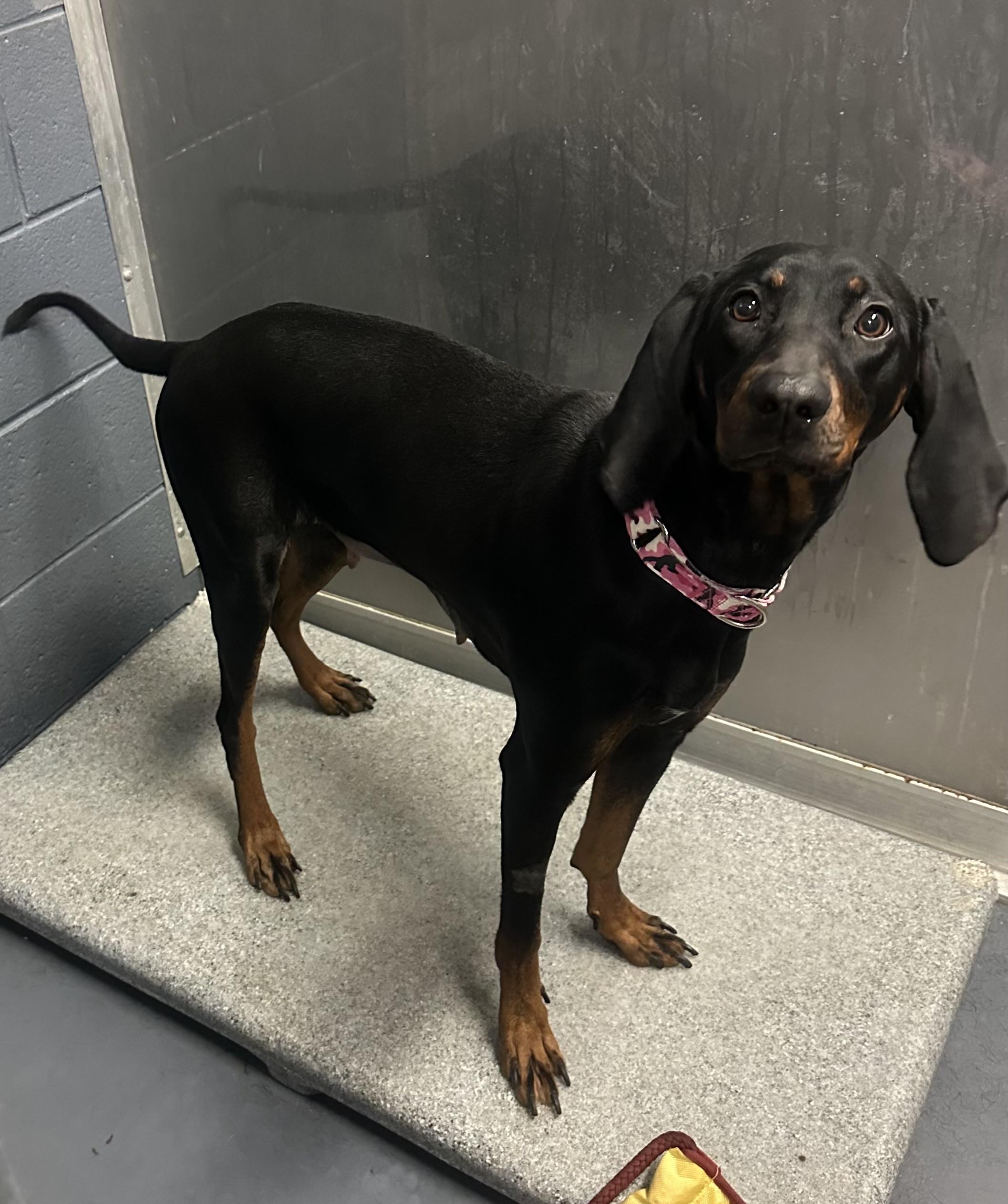 Dolly, an adopted Black and Tan Coonhound in Lexington, MA image 4/6