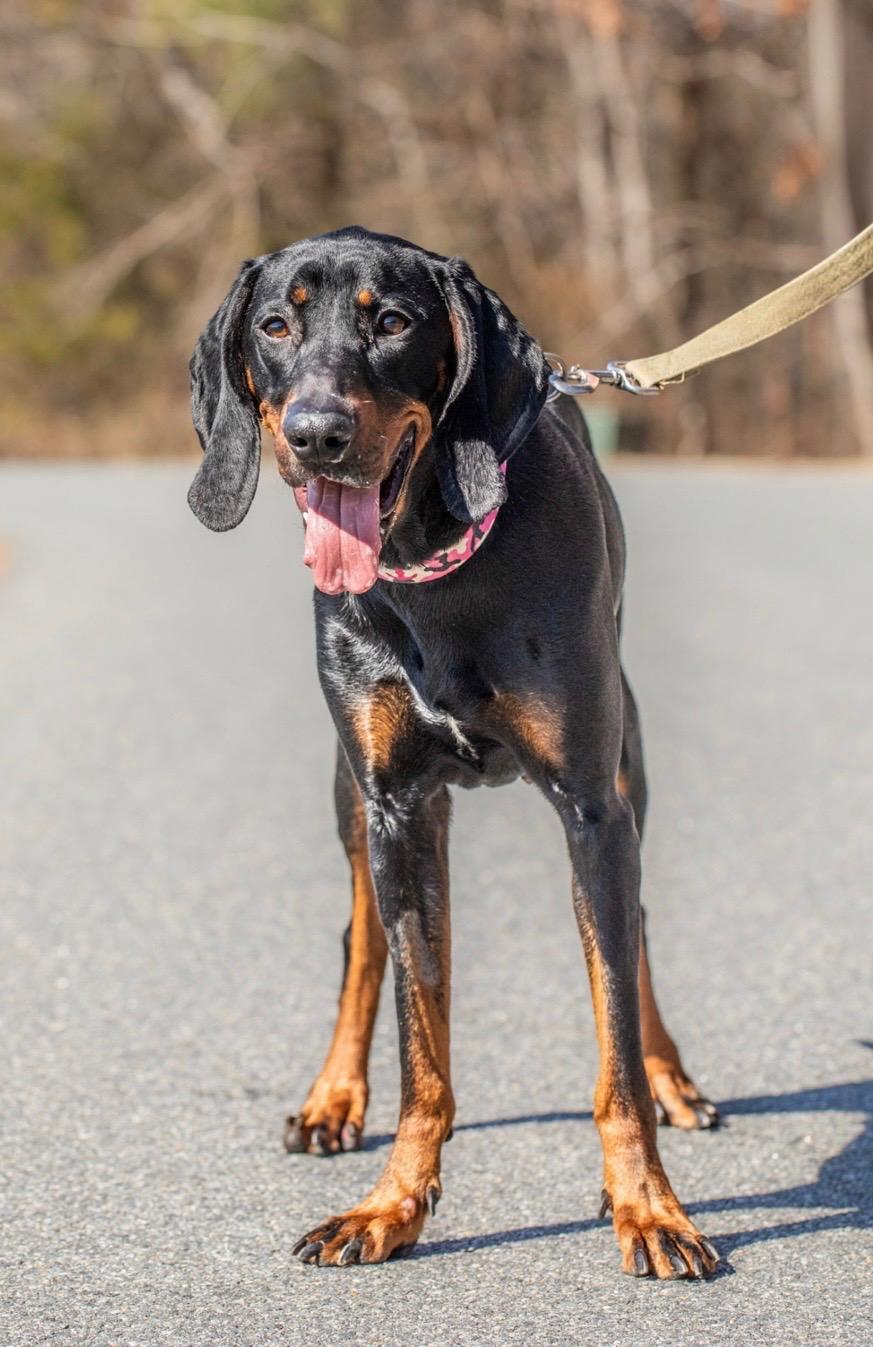 Dolly, an adopted Black and Tan Coonhound in Lexington, MA image 1/6