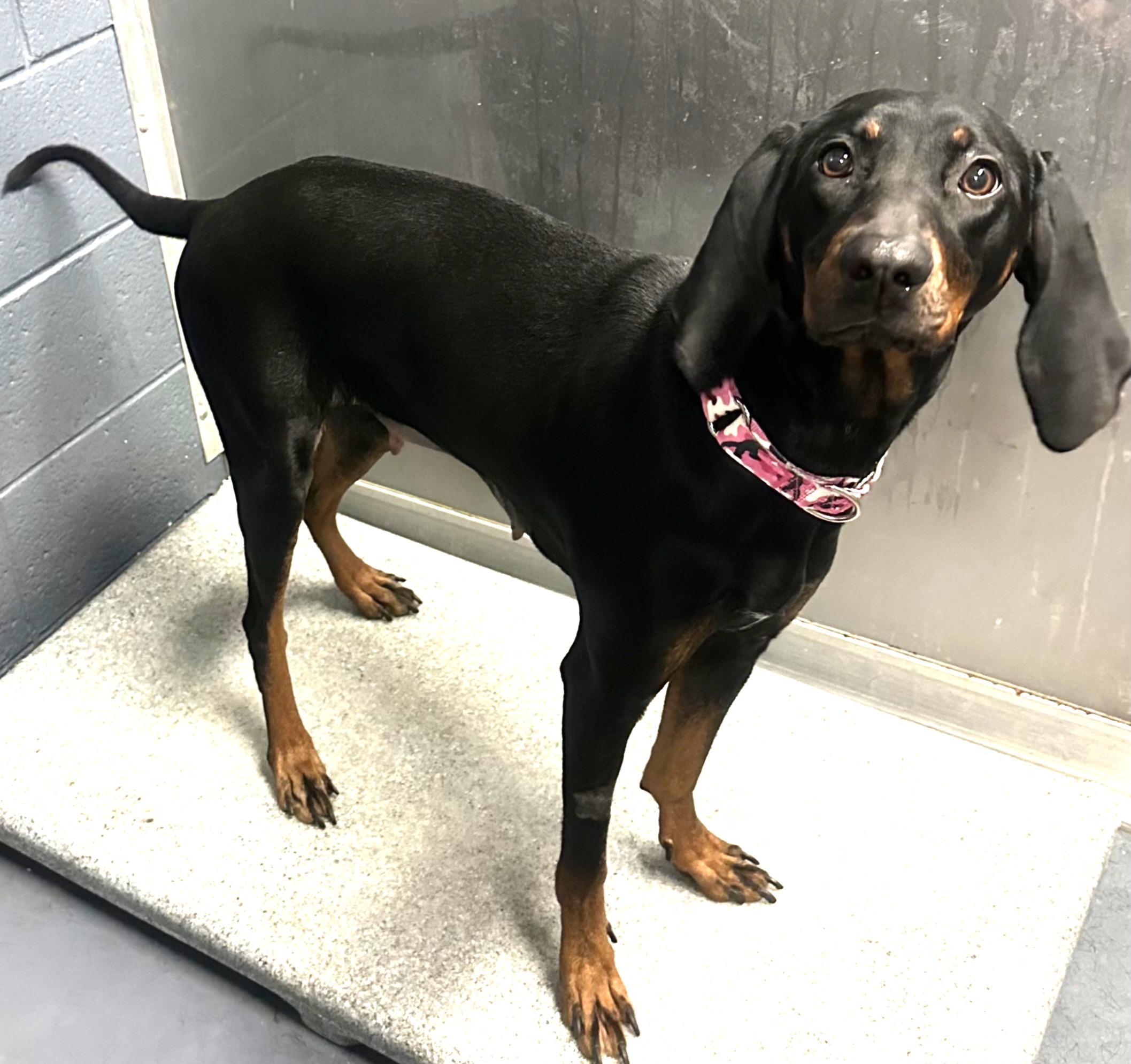 Dolly, an adopted Black and Tan Coonhound in Lexington, MA image 5/6