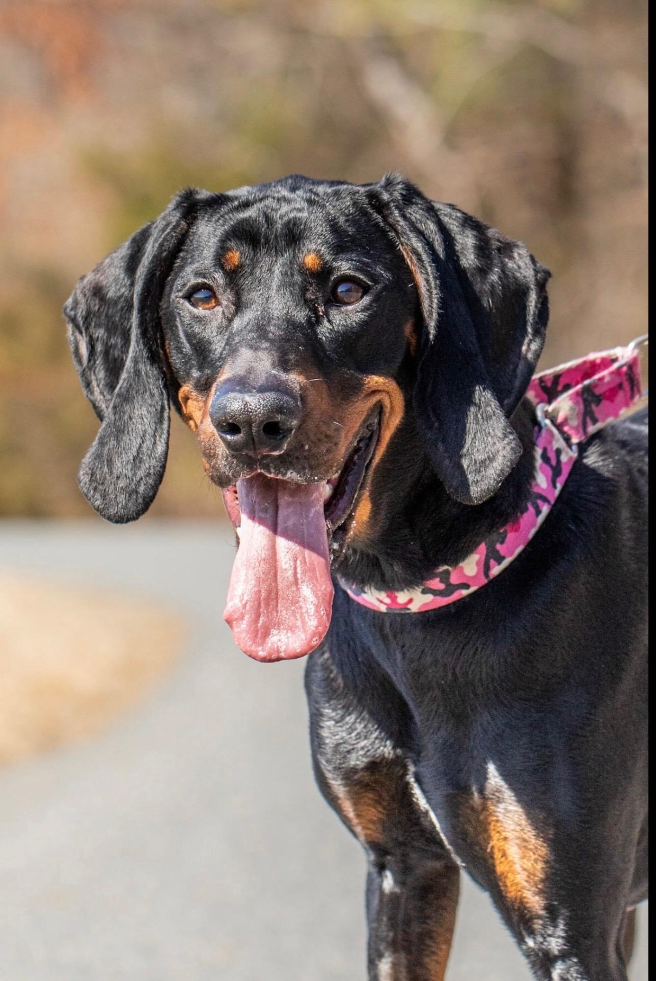 Dolly, an adopted Black and Tan Coonhound in Lexington, MA image 2/6