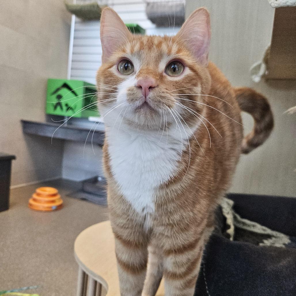 Sky, Adoptable, Adult Female Domestic Short Hair.