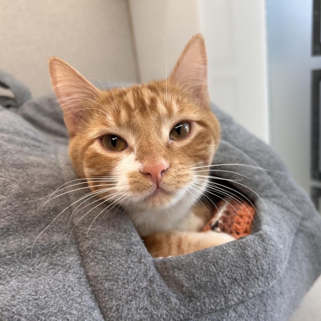 Enlarge Sky, a Adoptable Domestic Short Hair in Hailey, ID image 2/6