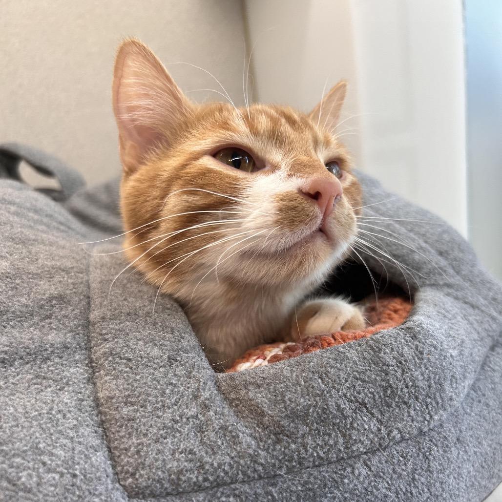 Enlarge Sky, a Adoptable Domestic Short Hair in Hailey, ID image 3/6