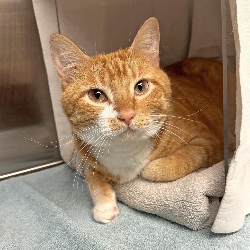 Enlarge Sky, a Adoptable Domestic Short Hair in Hailey, ID image 4/6