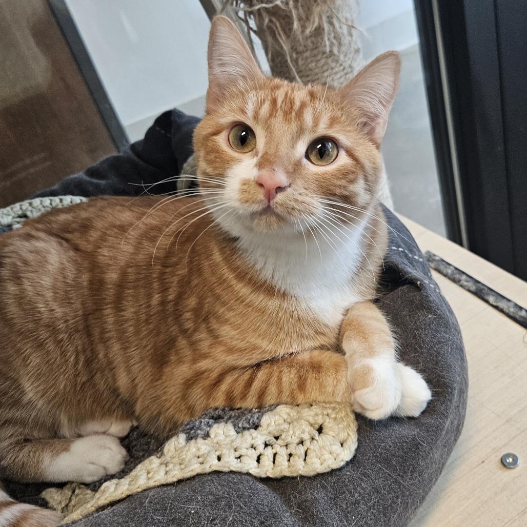 Enlarge Sky, a Adoptable Domestic Short Hair in Hailey, ID image 5/6