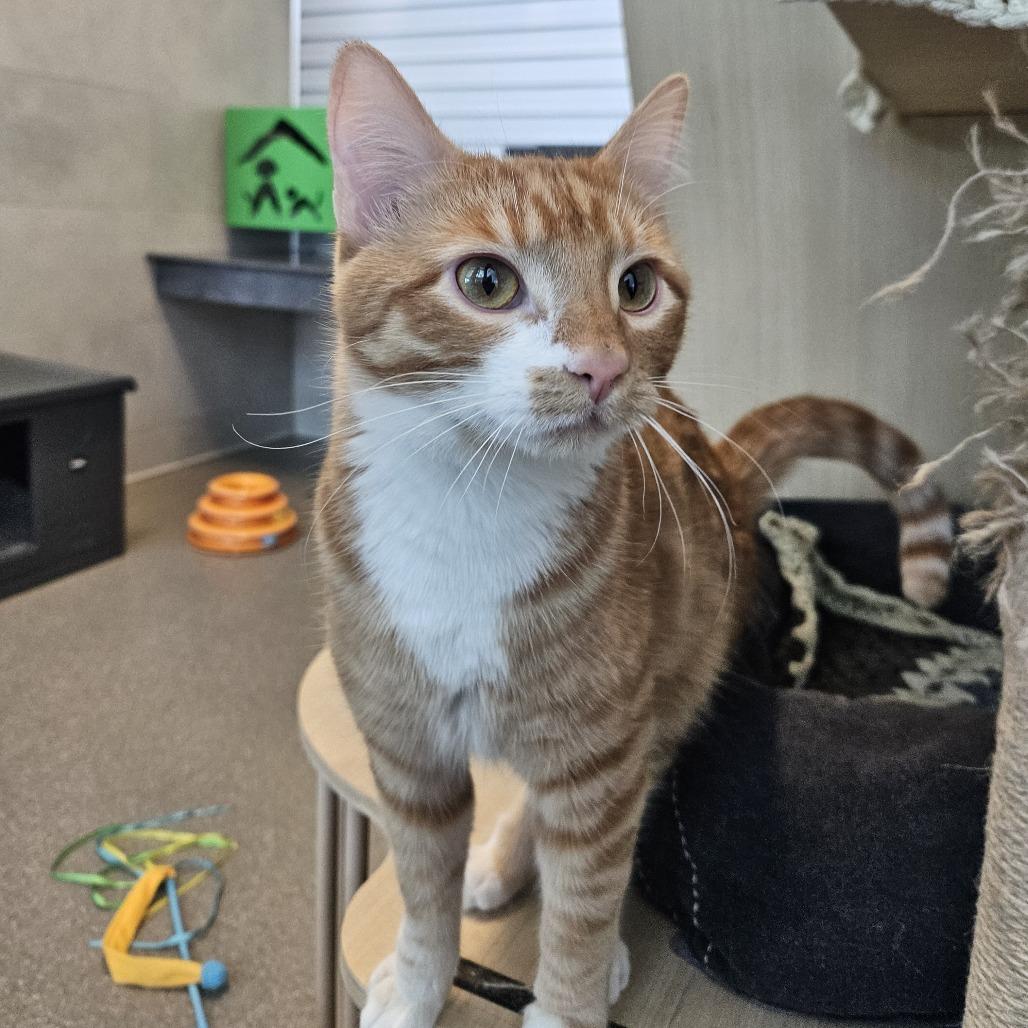Enlarge Sky, a Adoptable Domestic Short Hair in Hailey, ID image 6/6