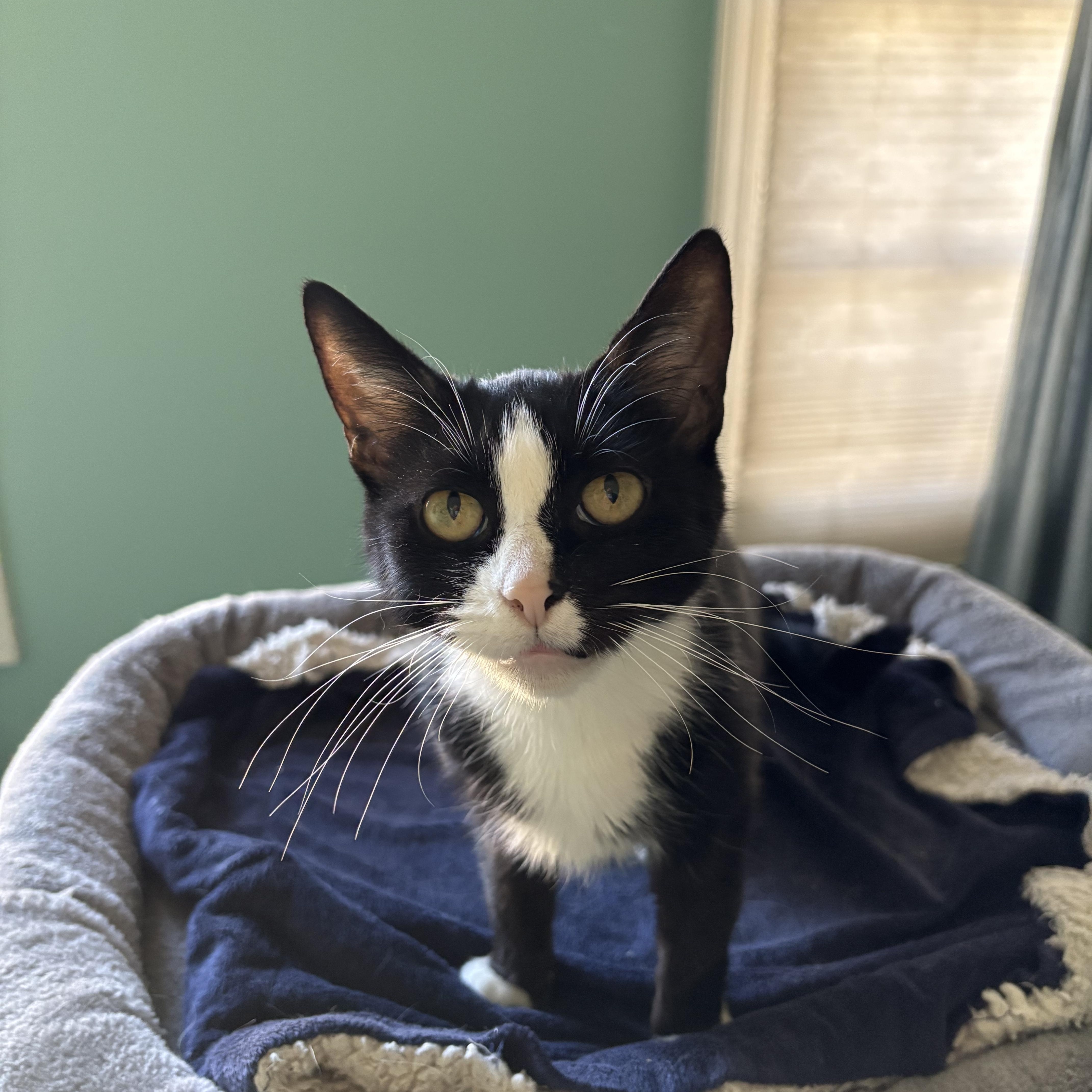 Paradise (50383/581), a ADOPTABLE Domestic Short Hair in Manassas, VA image 1/4