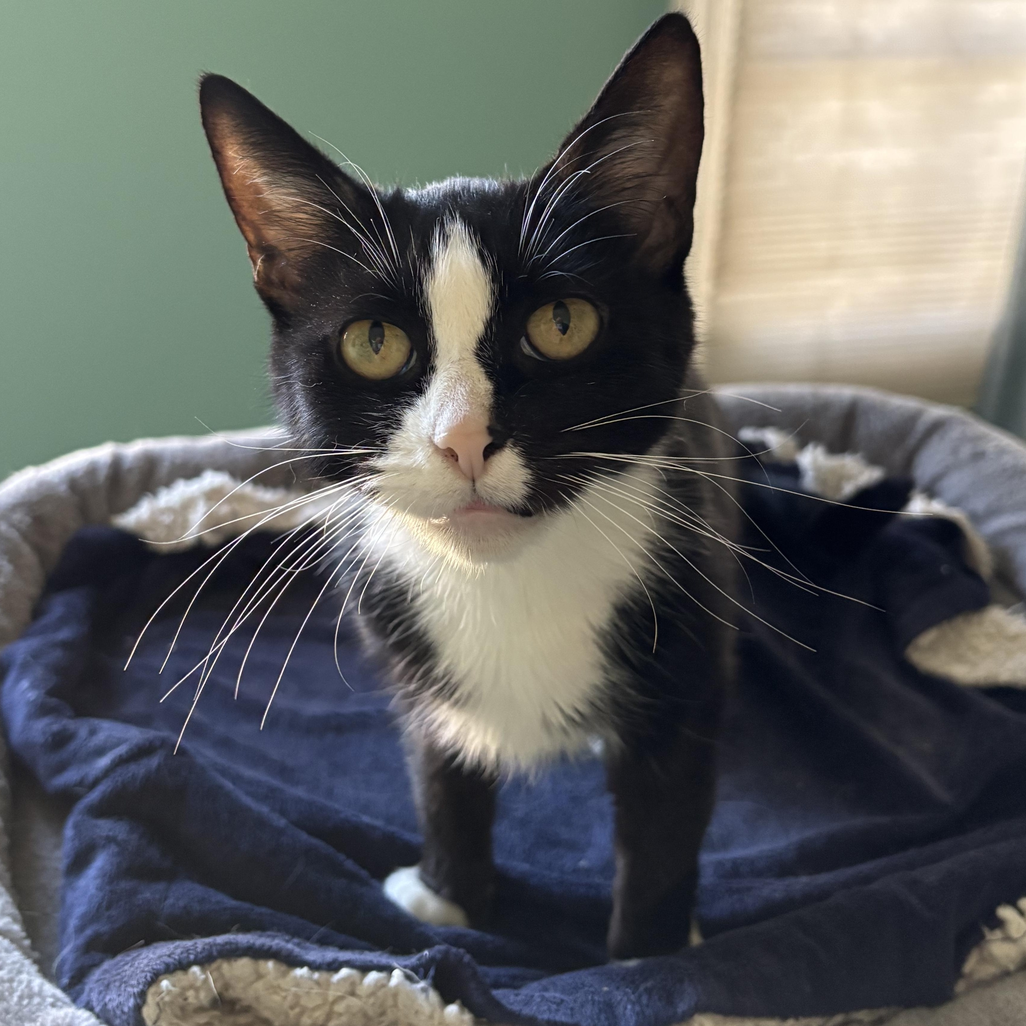 Enlarge Paradise  (ID 50383/581), a ADOPTABLE Domestic Short Hair in Manassas, VA image 2/4