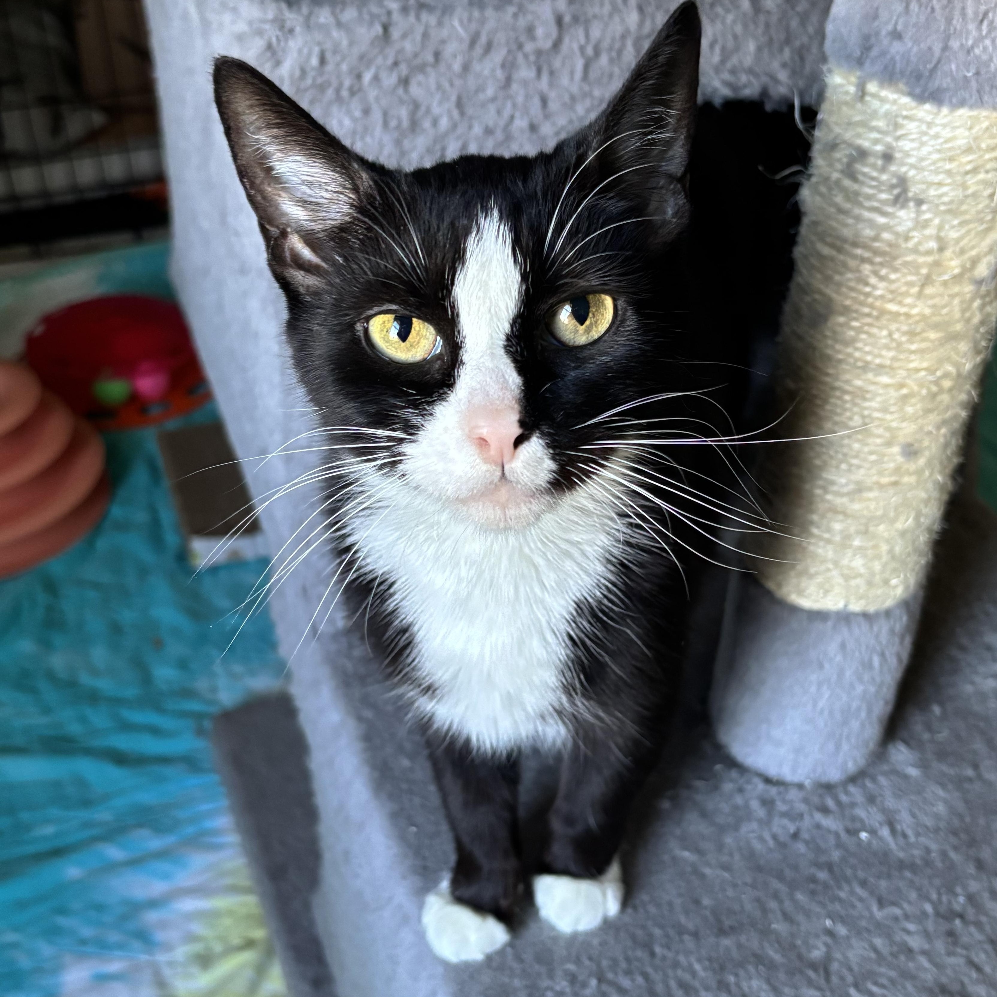 Enlarge Paradise  (ID 50383/581), a ADOPTABLE Domestic Short Hair in Manassas, VA image 1/4