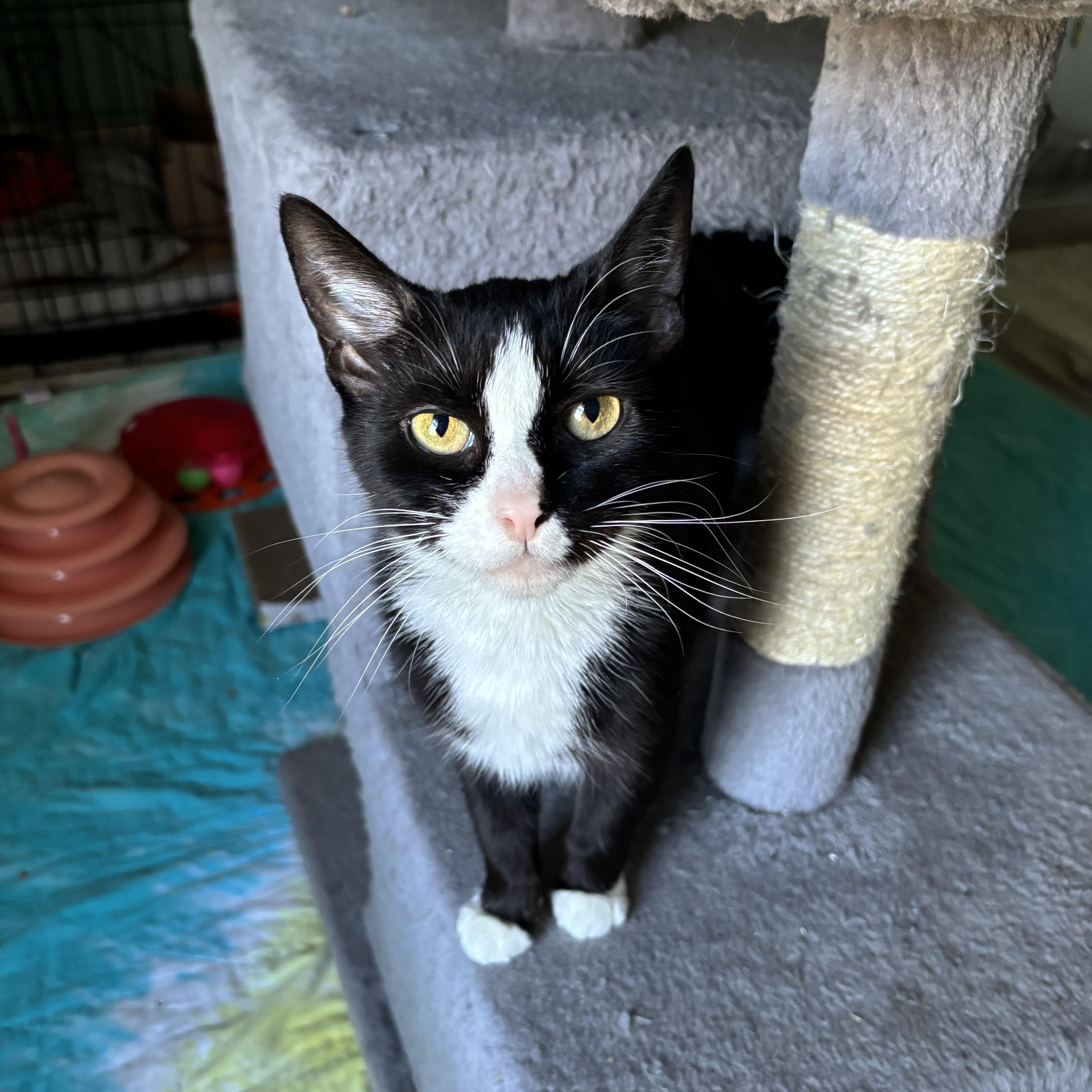 Paradise (50383/581), a ADOPTABLE Domestic Short Hair in Manassas, VA image 3/4