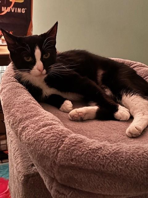 Paradise (50383/581), a ADOPTABLE Domestic Short Hair in Manassas, VA image 4/4