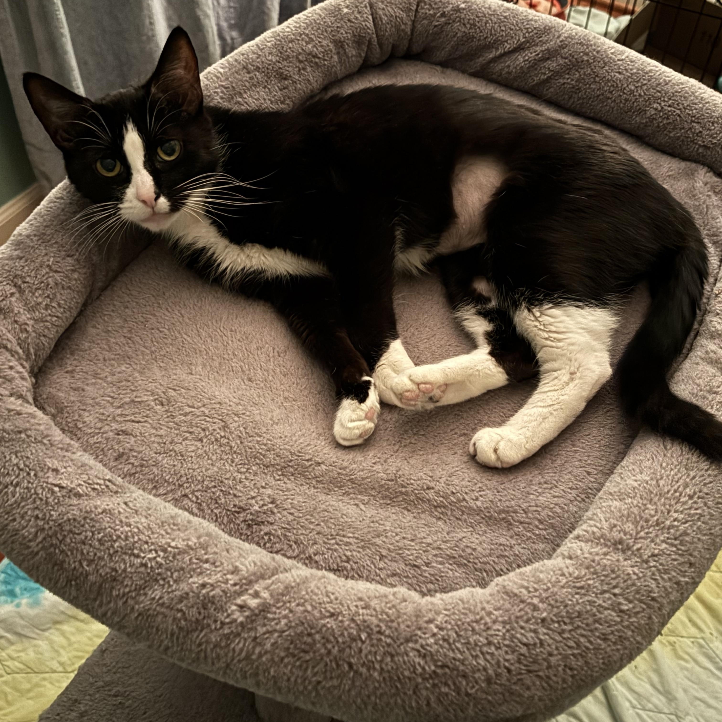 Paradise (50383/581), a ADOPTABLE Domestic Short Hair in Manassas, VA image 2/4