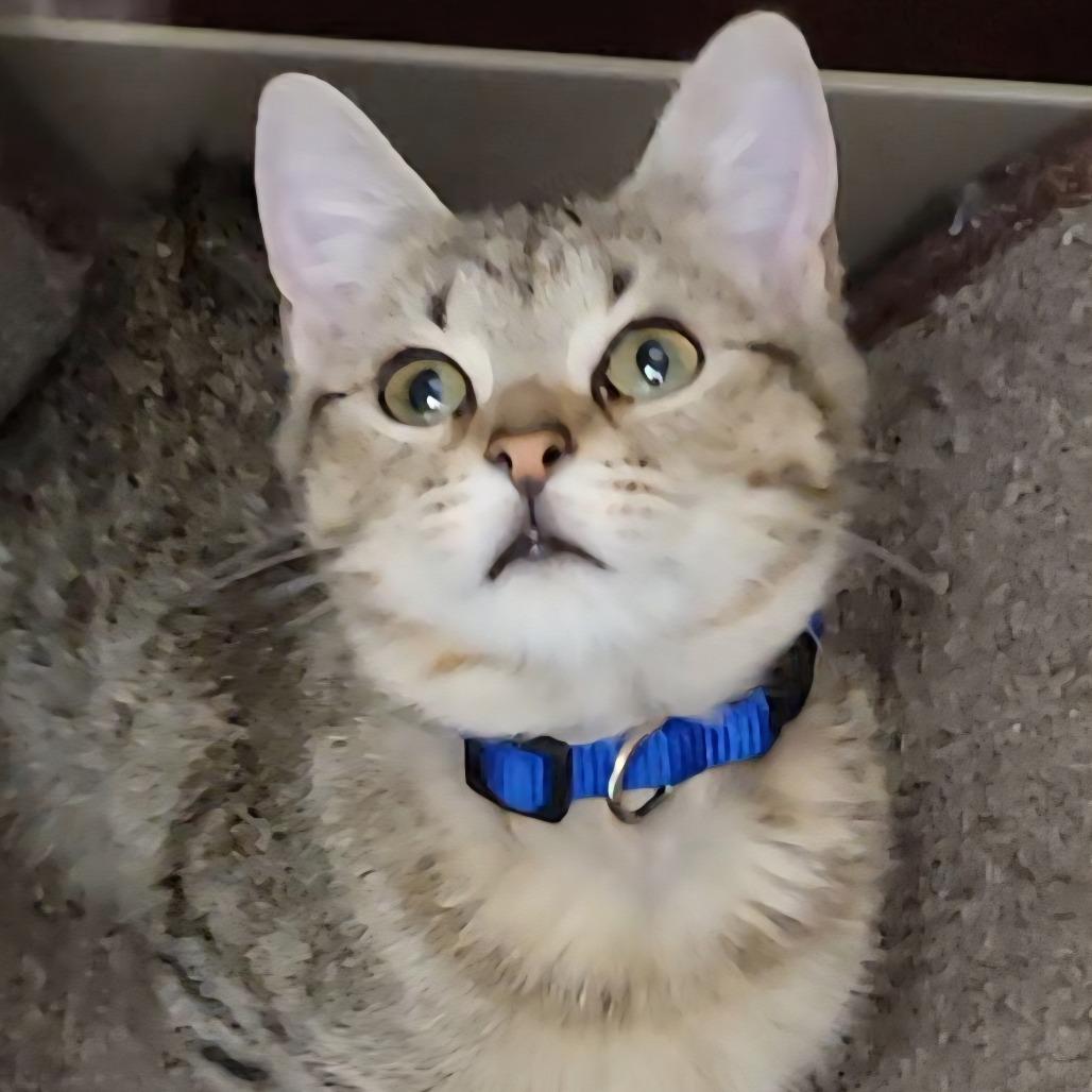 Rey, a Adoptable Domestic Short Hair in Leander, TX image 1/2