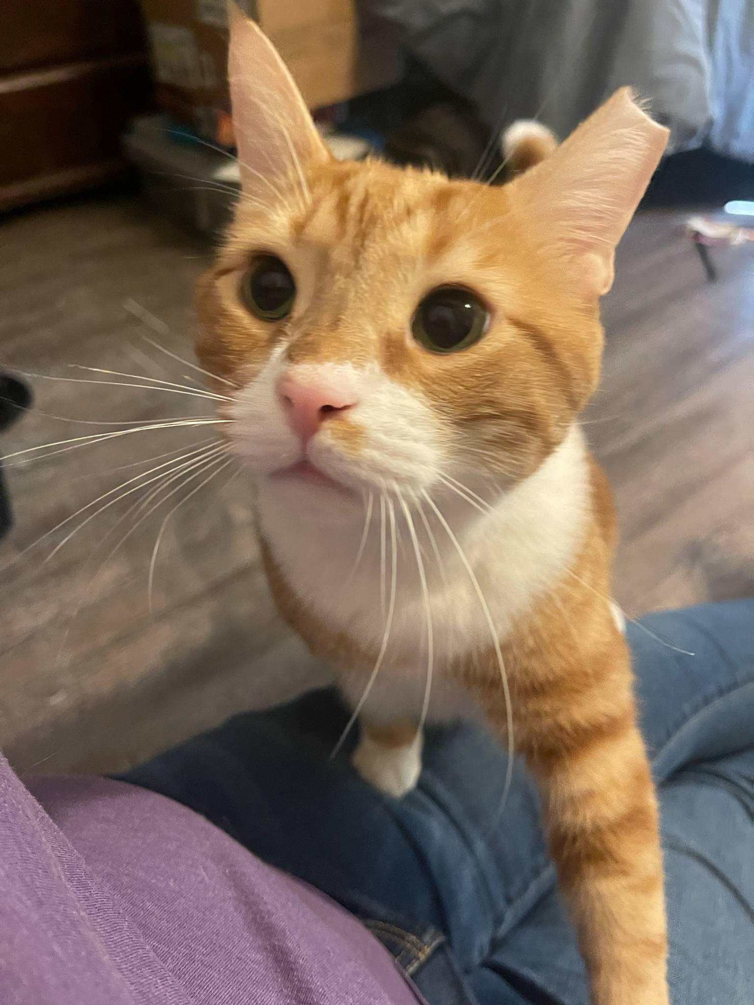 Pawdro Paws-cal, a Adopted mixed breed in Clarksville, TN image 1/5