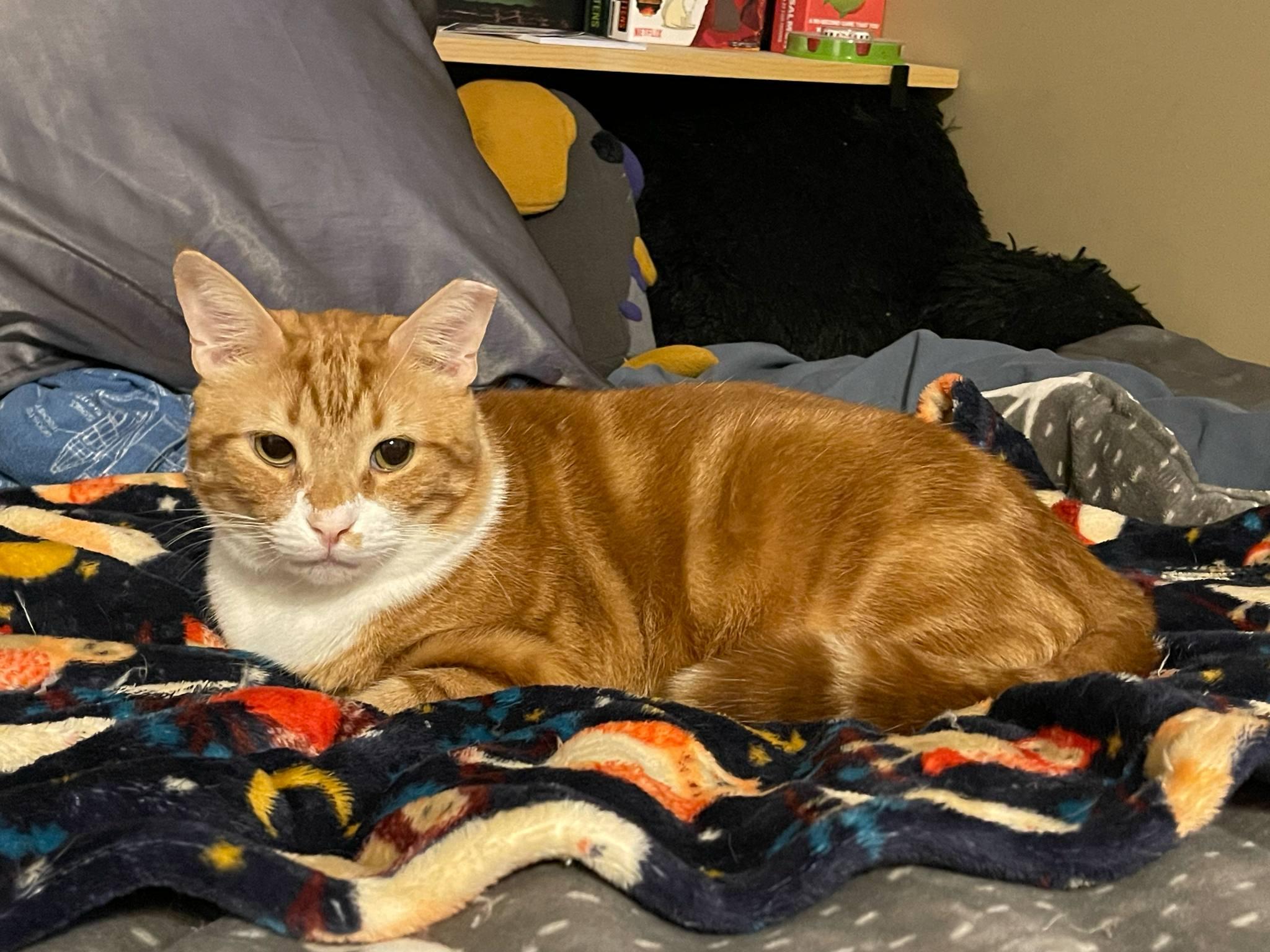 Pawdro Paws-cal, a Adopted mixed breed in Clarksville, TN image 2/5