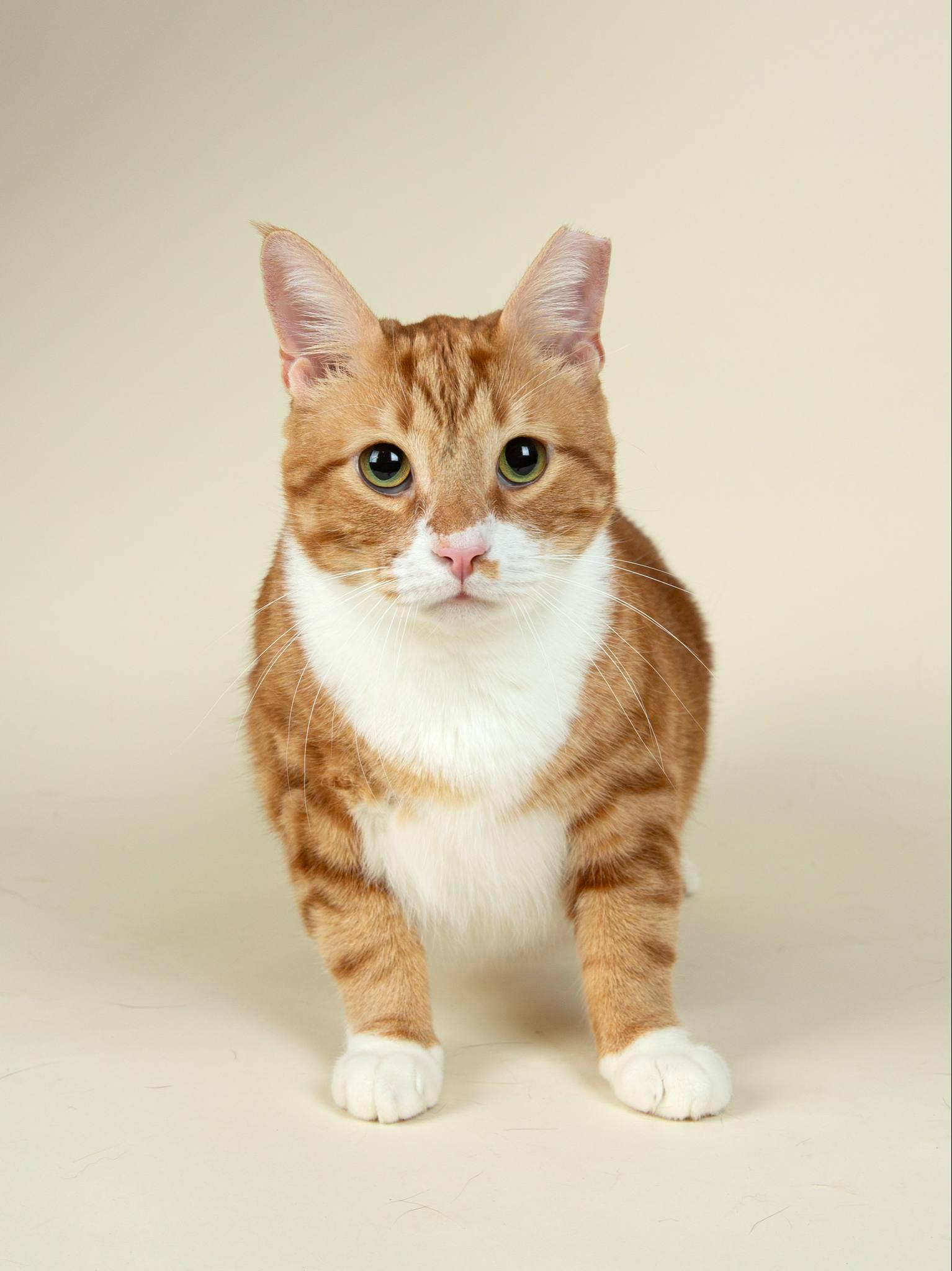 Pawdro Paws-cal, a Adopted mixed breed in Clarksville, TN image 3/5