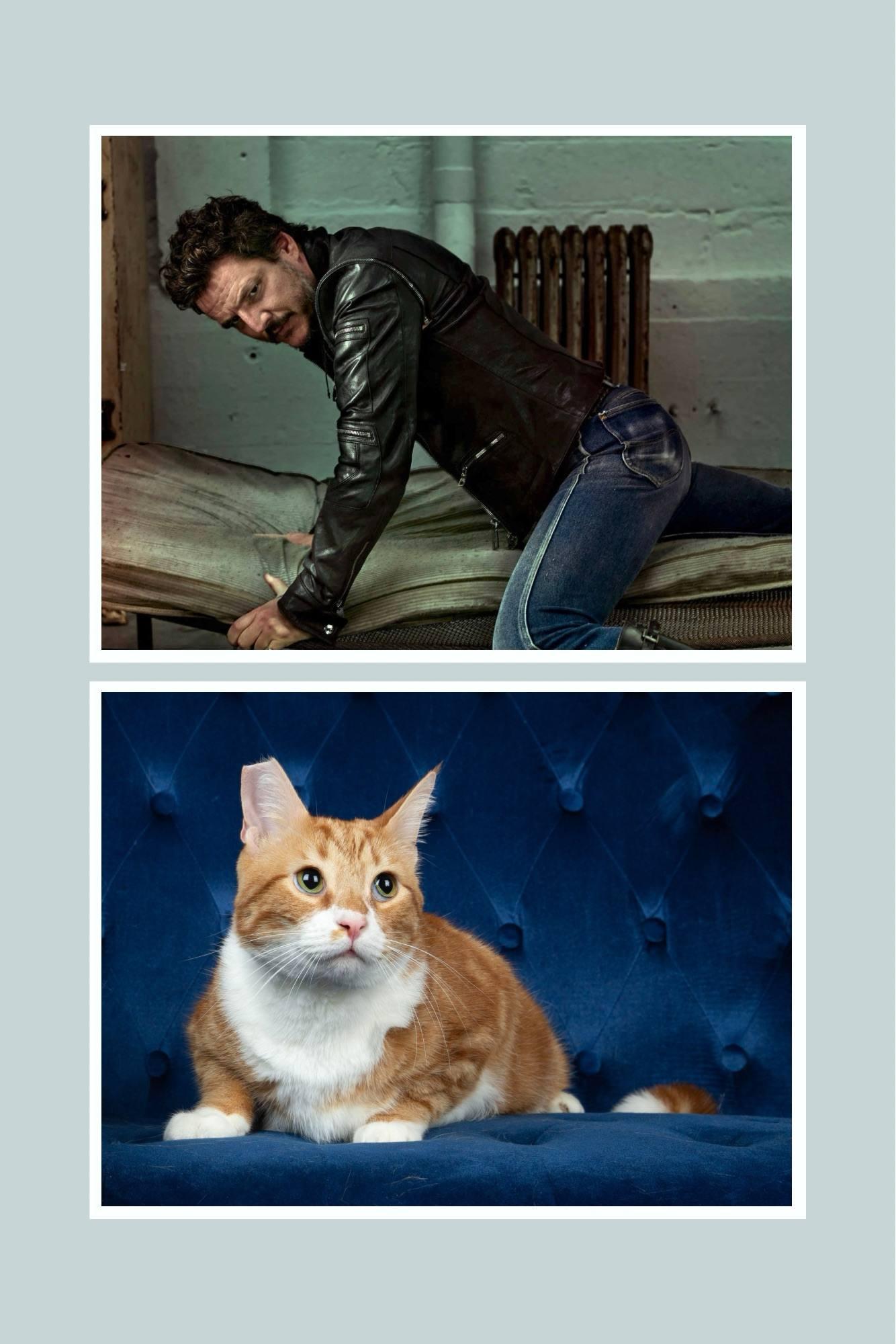 Pawdro Paws-cal, a Adopted mixed breed in Clarksville, TN image 4/5