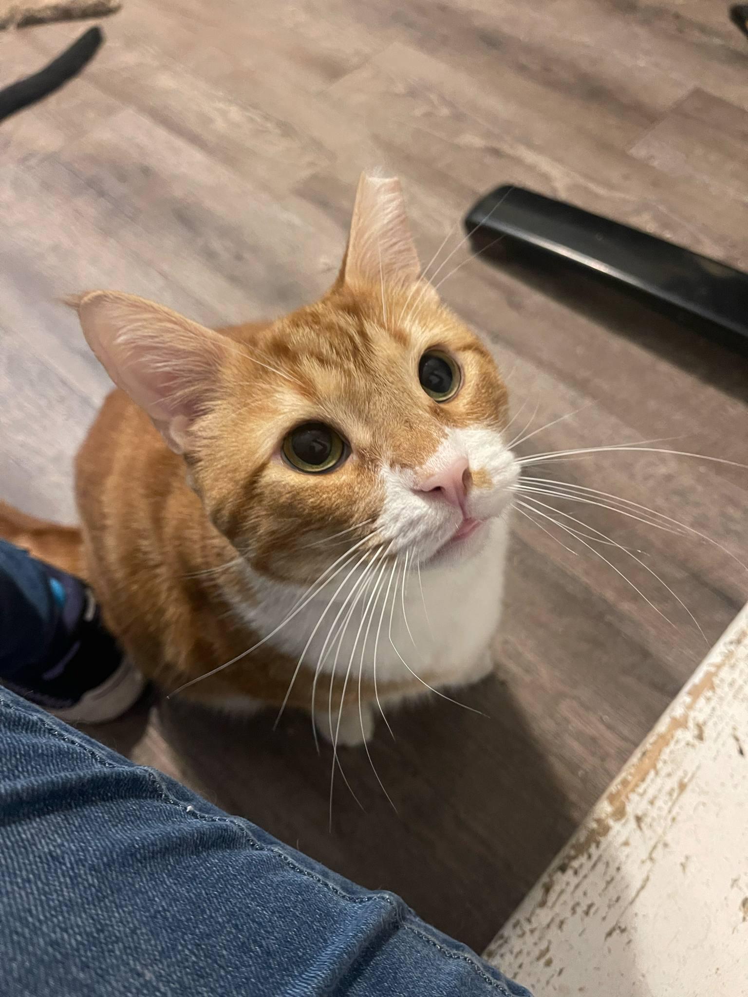 Pawdro Paws-cal, a Adopted mixed breed in Clarksville, TN image 5/5