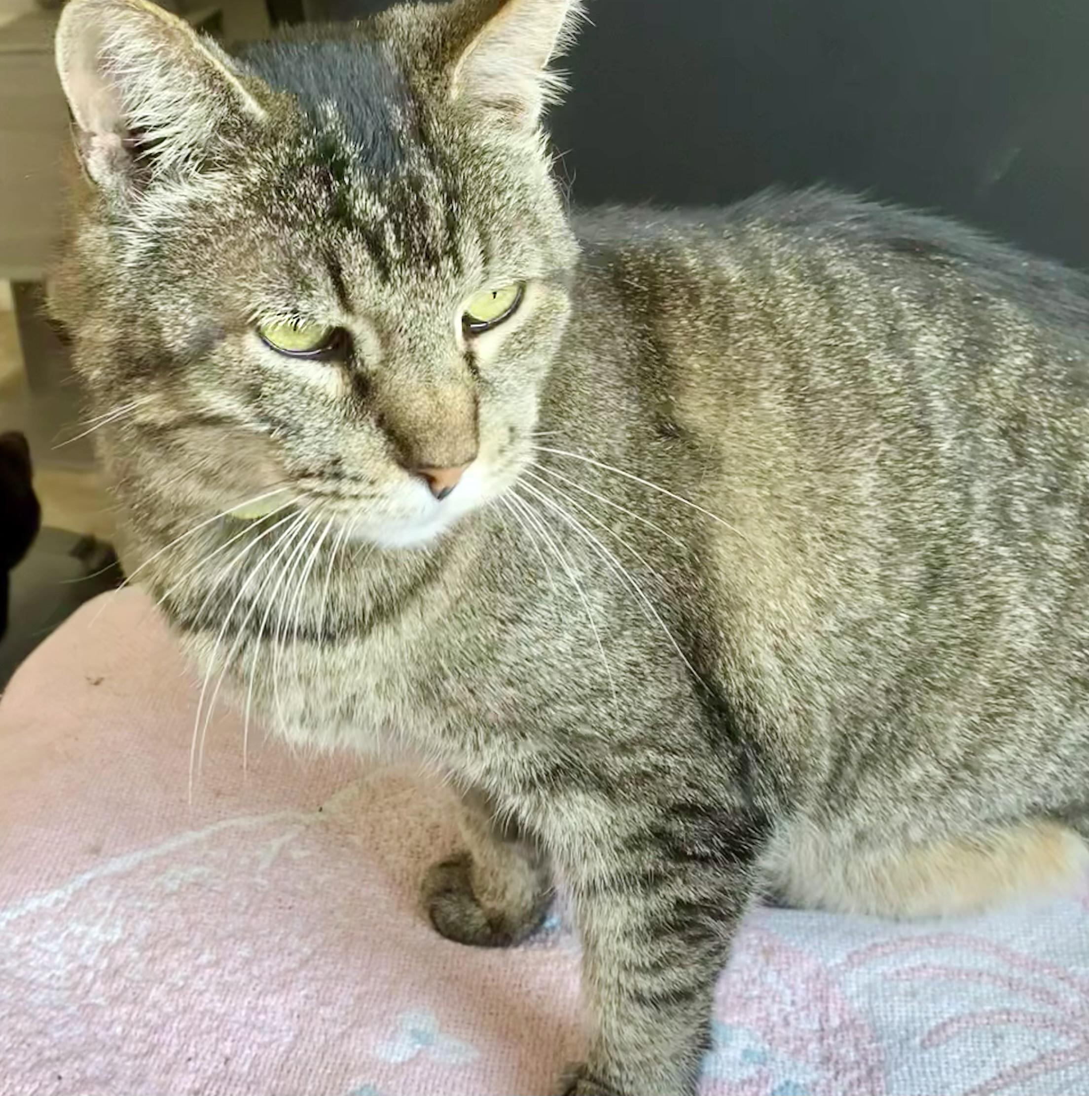 Frederick - three legs, Adoptable, Adult Male Domestic Short Hair.