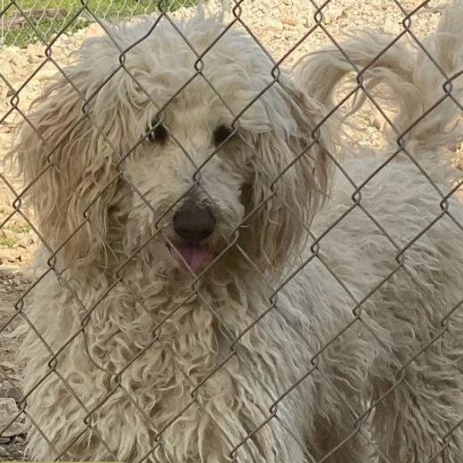 Enlarge Paisley, a Adoptable mixed breed in Branson, MO image 1/1