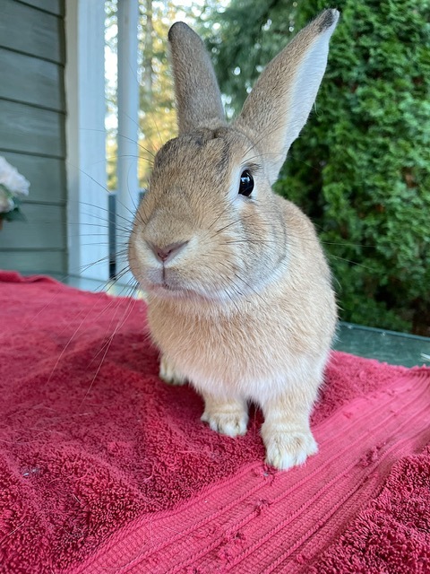 Enlarge Peanut (South Surrey), a Adoptable mixed breed in Vancouver, BC image 1/4