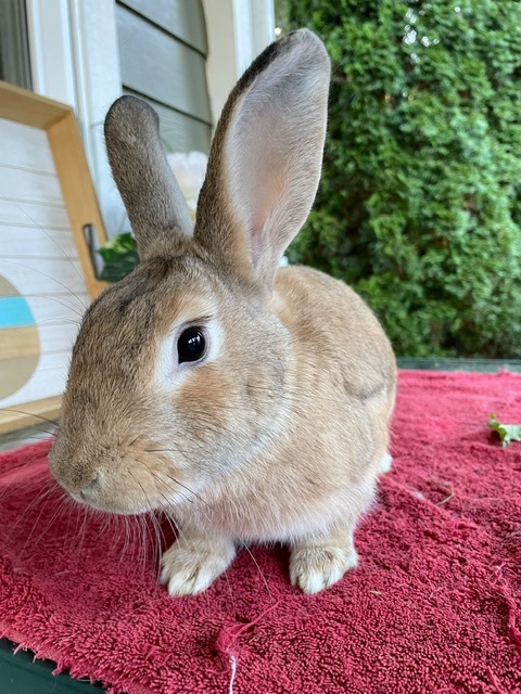 Enlarge Peanut (South Surrey), a Adoptable mixed breed in Vancouver, BC image 2/4