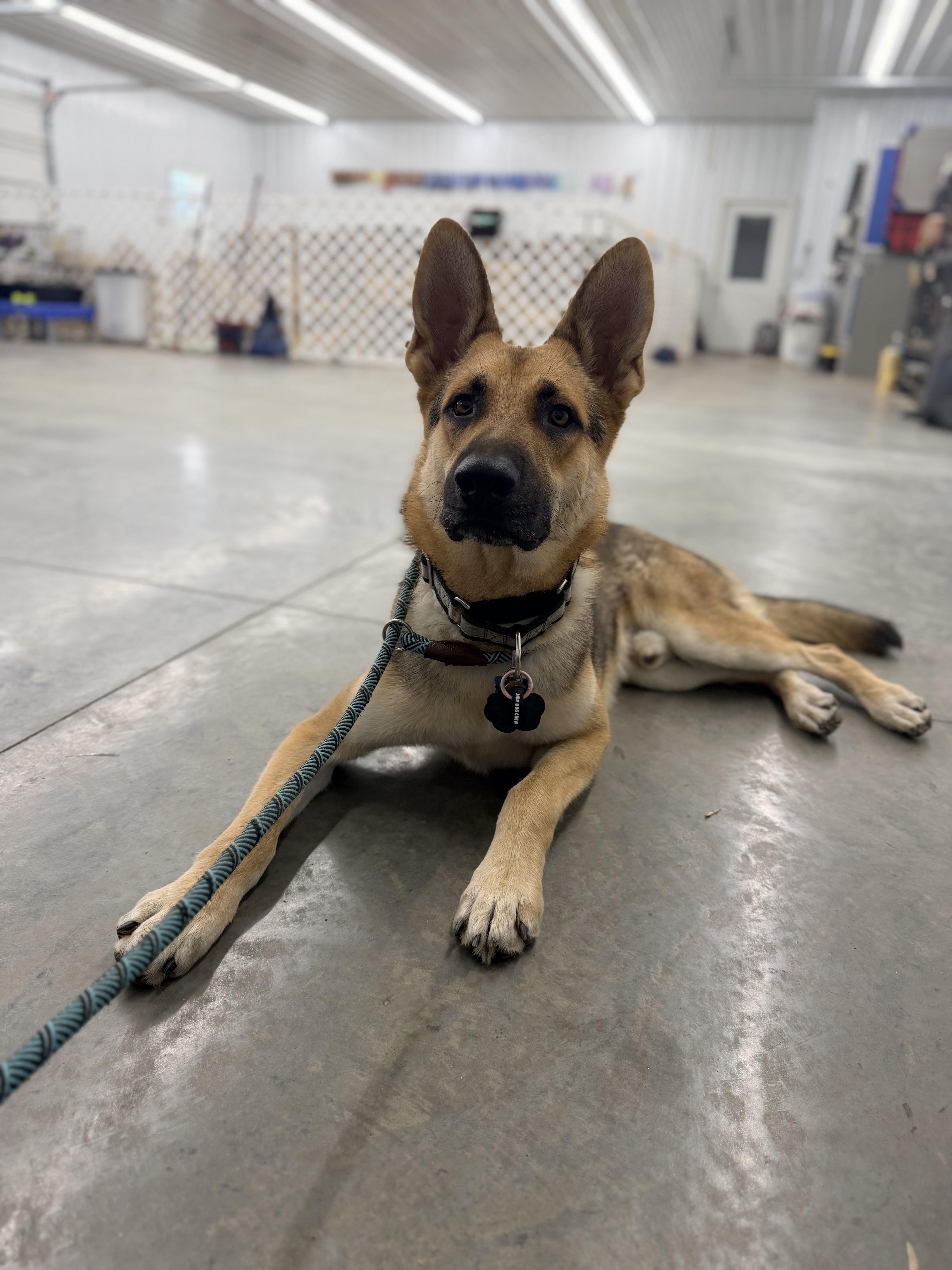 Enlarge Toro, a Adopted German Shepherd Dog in New Albany, OH image 2/4