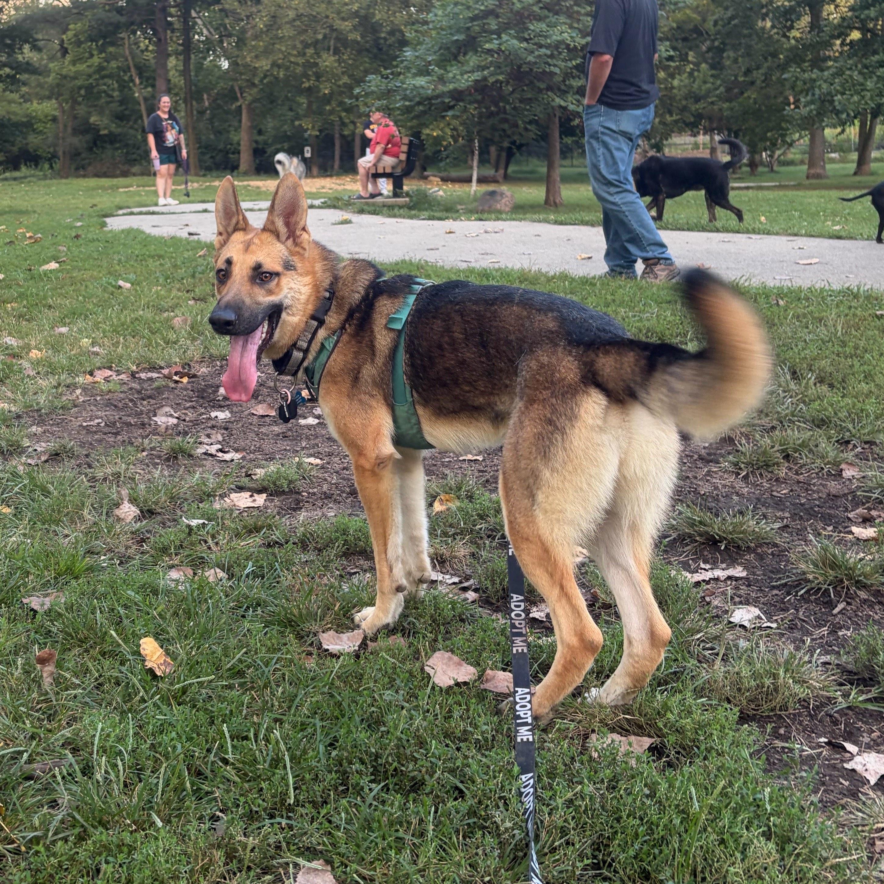Enlarge Toro, a Adopted German Shepherd Dog in New Albany, OH image 4/4