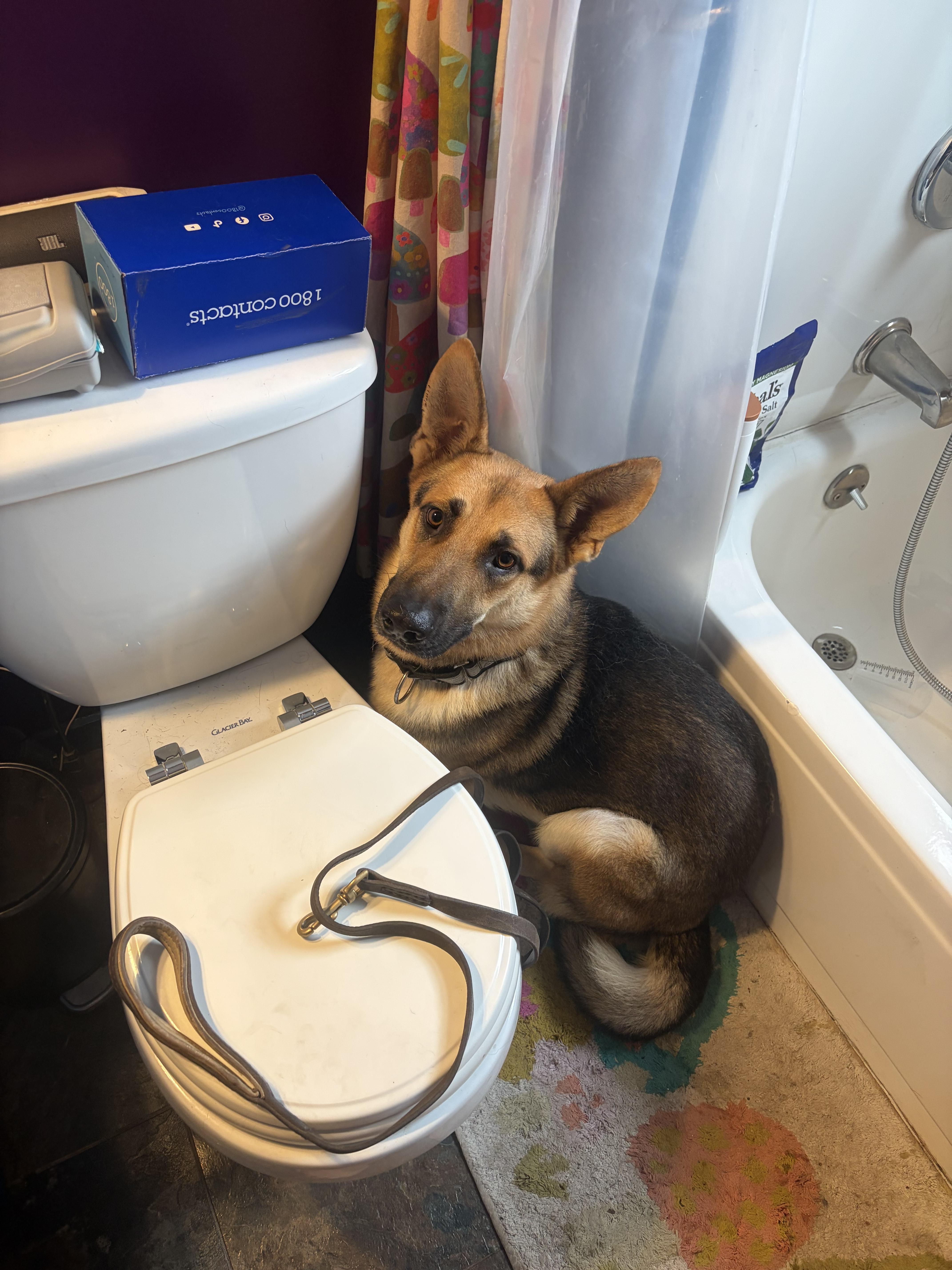 Enlarge Toro, a Adopted German Shepherd Dog in New Albany, OH image 3/4