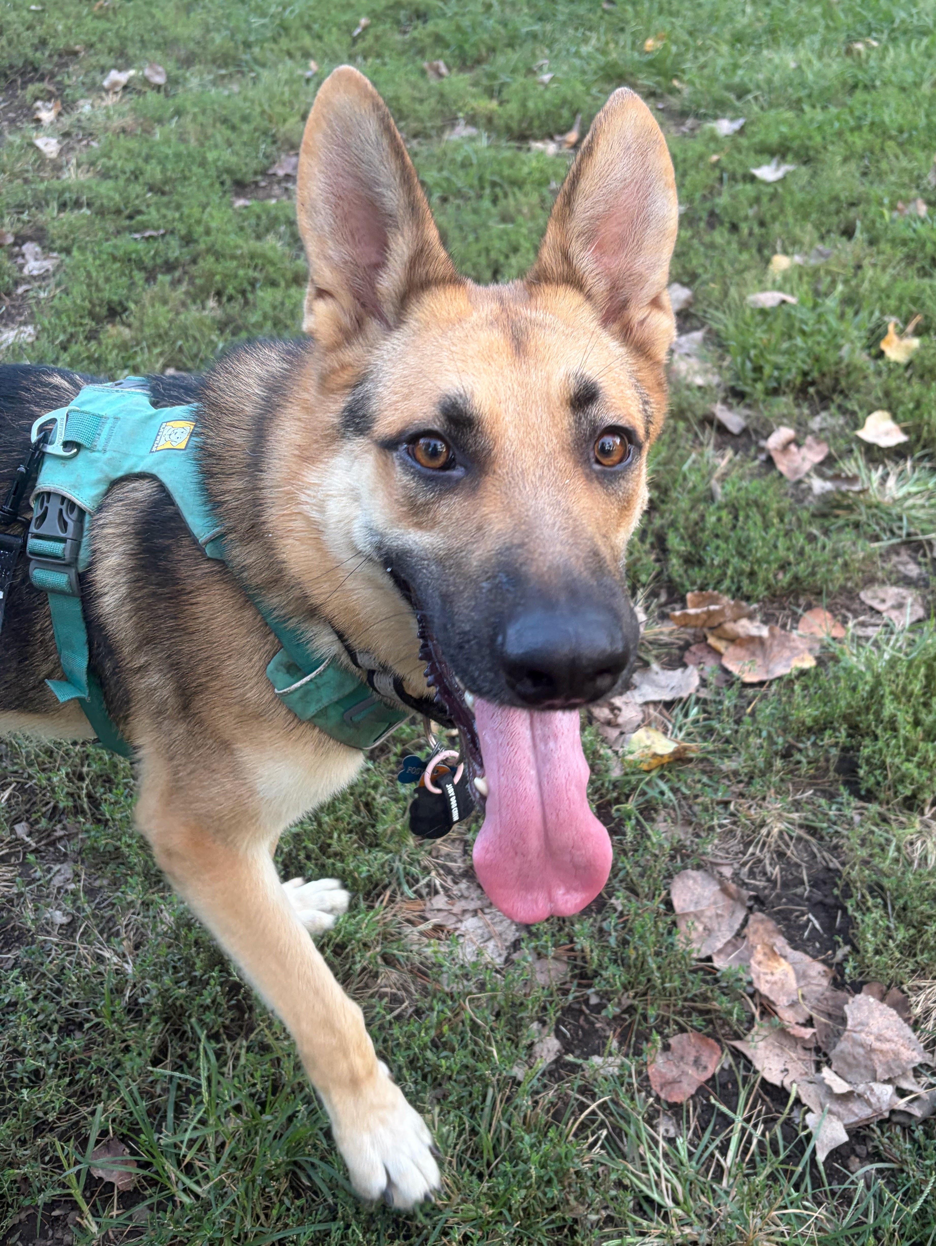 Toro, Adopted, Young Male German Shepherd Dog.