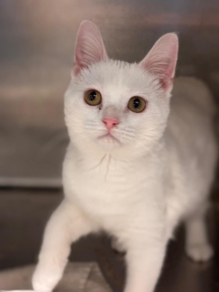 It's Britney thumbnail 3