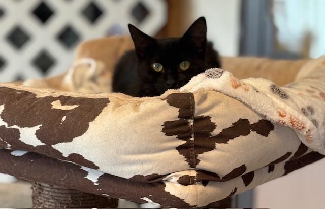 Jett, a Adoptable Domestic Short Hair in Santa Cruz, CA image 5/6