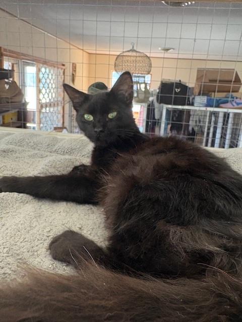 Jett, a Adoptable Domestic Short Hair in Santa Cruz, CA image 1/6