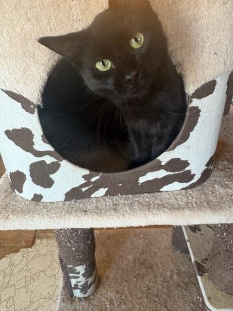 Jett, a Adoptable Domestic Short Hair in Santa Cruz, CA image 2/6
