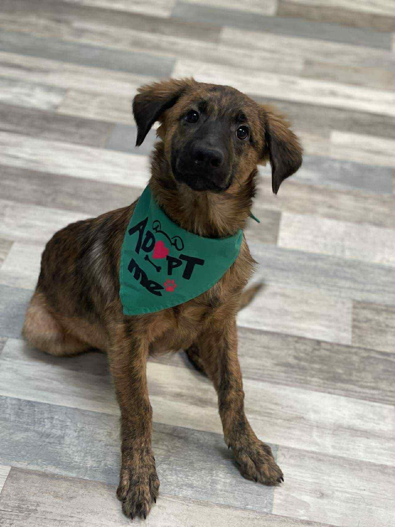 Fluffy the brindle Catahoula mix!