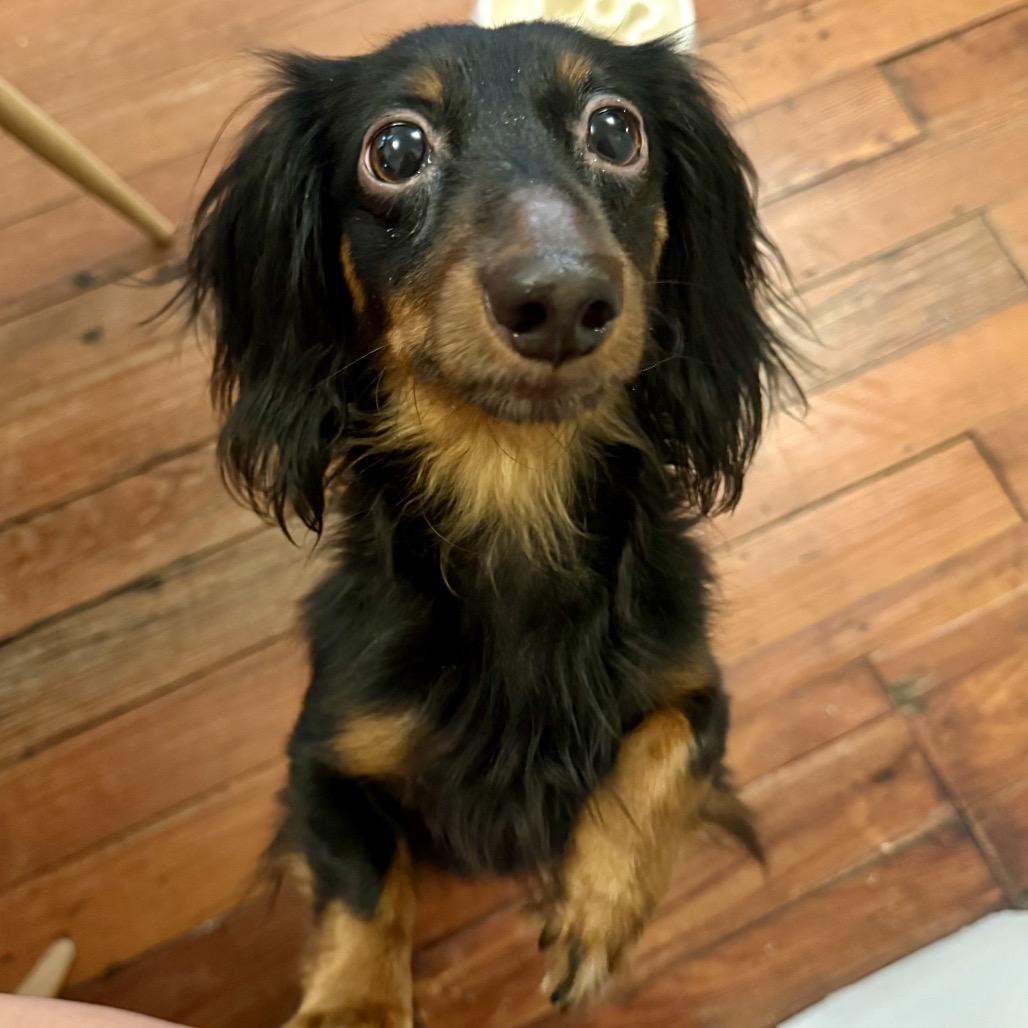 Enlarge Buttons (Benefactor Dog), a Adoptable Dachshund (Long Haired) in New Orleans, LA image 1/6