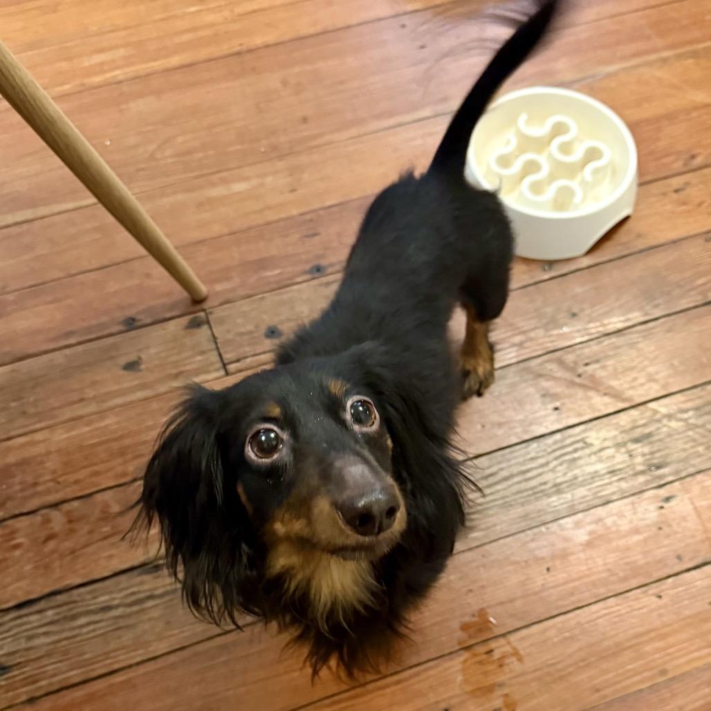 Enlarge Buttons (Benefactor Dog), a Adoptable Dachshund (Long Haired) in New Orleans, LA image 2/6