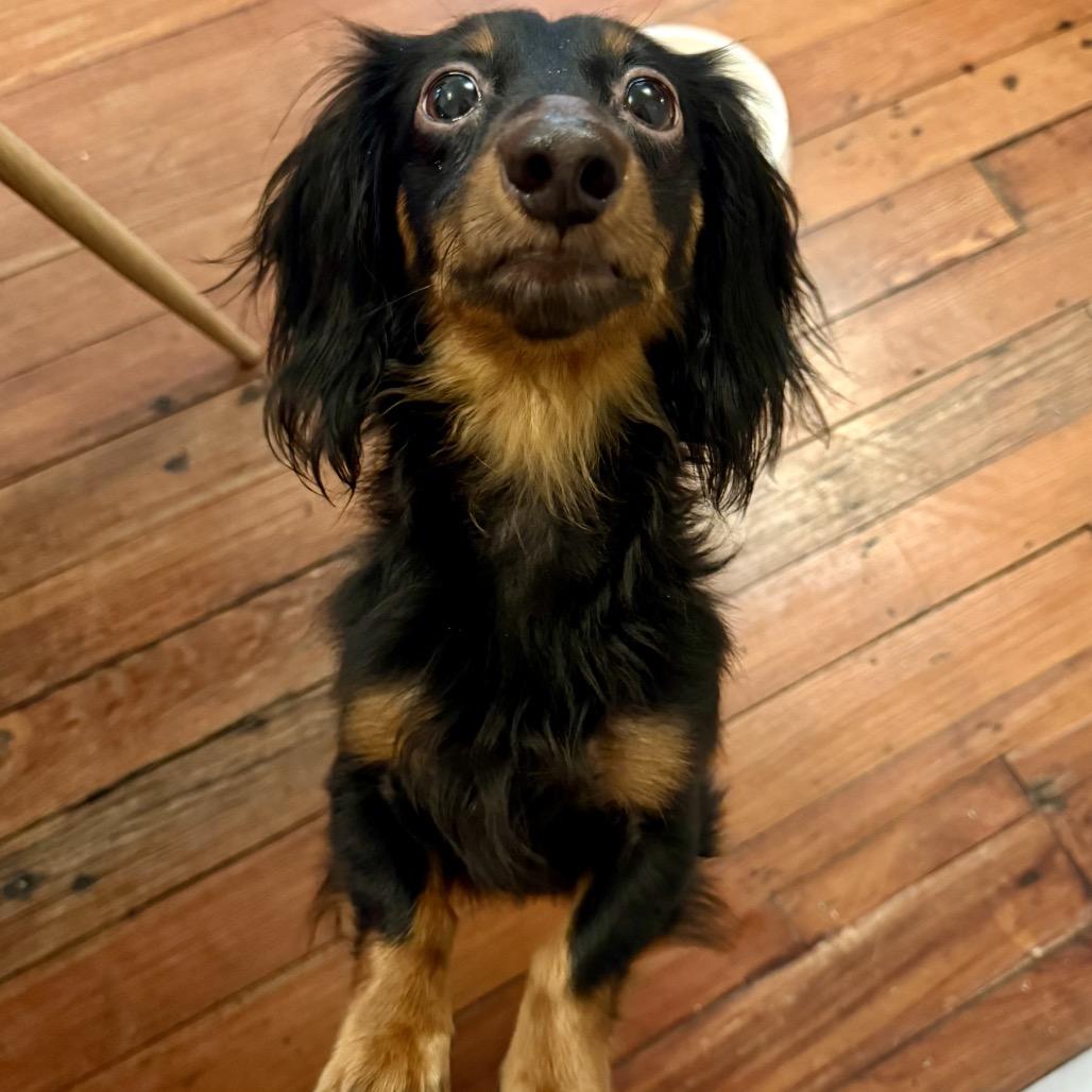 Enlarge Buttons (Benefactor Dog), a Adoptable Dachshund (Long Haired) in New Orleans, LA image 3/6