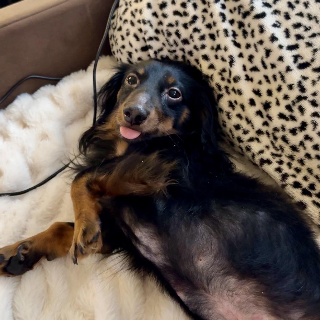 Enlarge Buttons (Benefactor Dog), a Adoptable Dachshund (Long Haired) in New Orleans, LA image 4/6