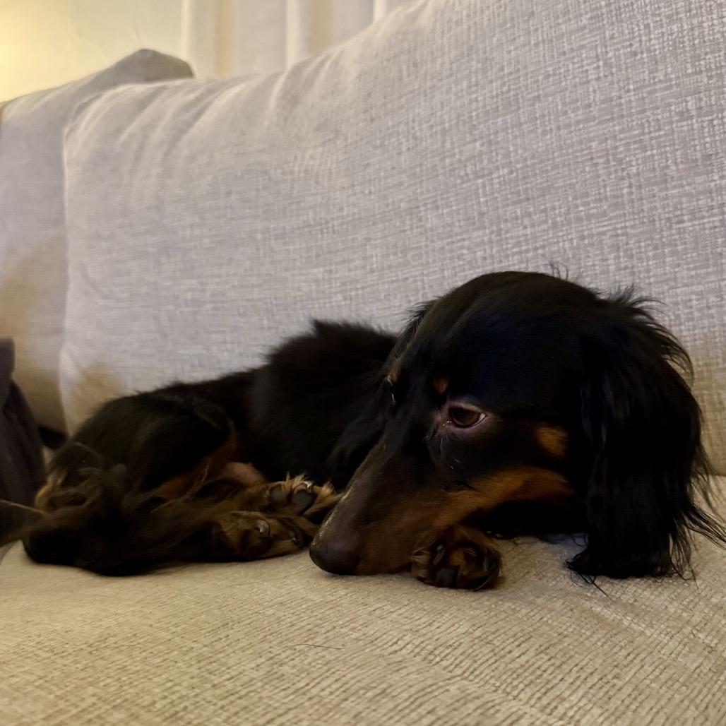 Enlarge Buttons (Benefactor Dog), a Adoptable Dachshund (Long Haired) in New Orleans, LA image 5/6