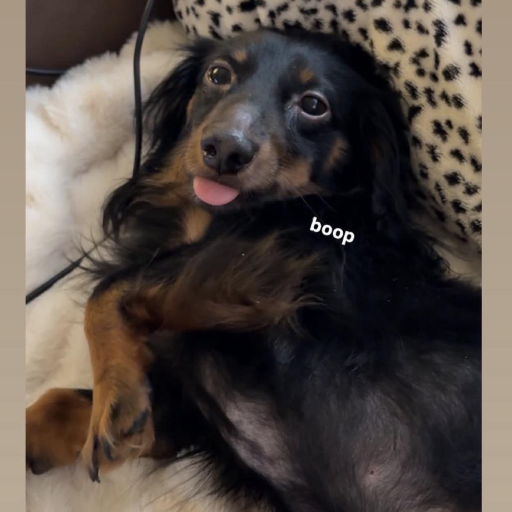 Enlarge Buttons (Benefactor Dog), a Adoptable Dachshund (Long Haired) in New Orleans, LA image 6/6