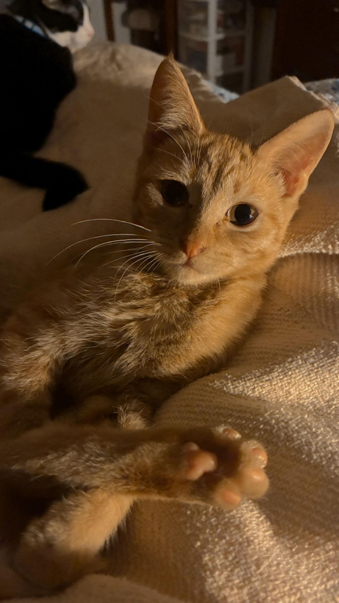 Lila, a Adoptable Domestic Short Hair in The Woodlands, TX image 1/3