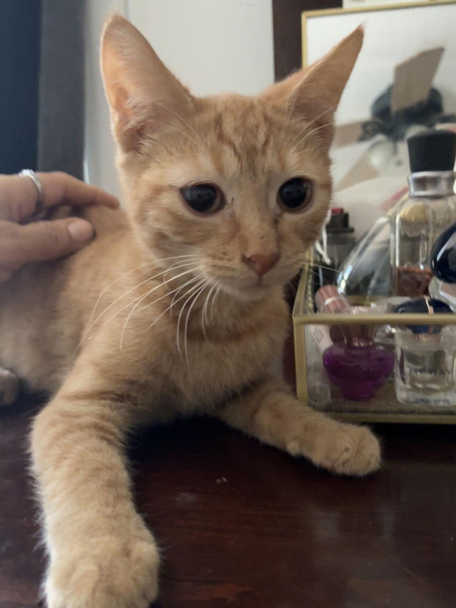 Lila, a Adoptable Domestic Short Hair in The Woodlands, TX image 2/3