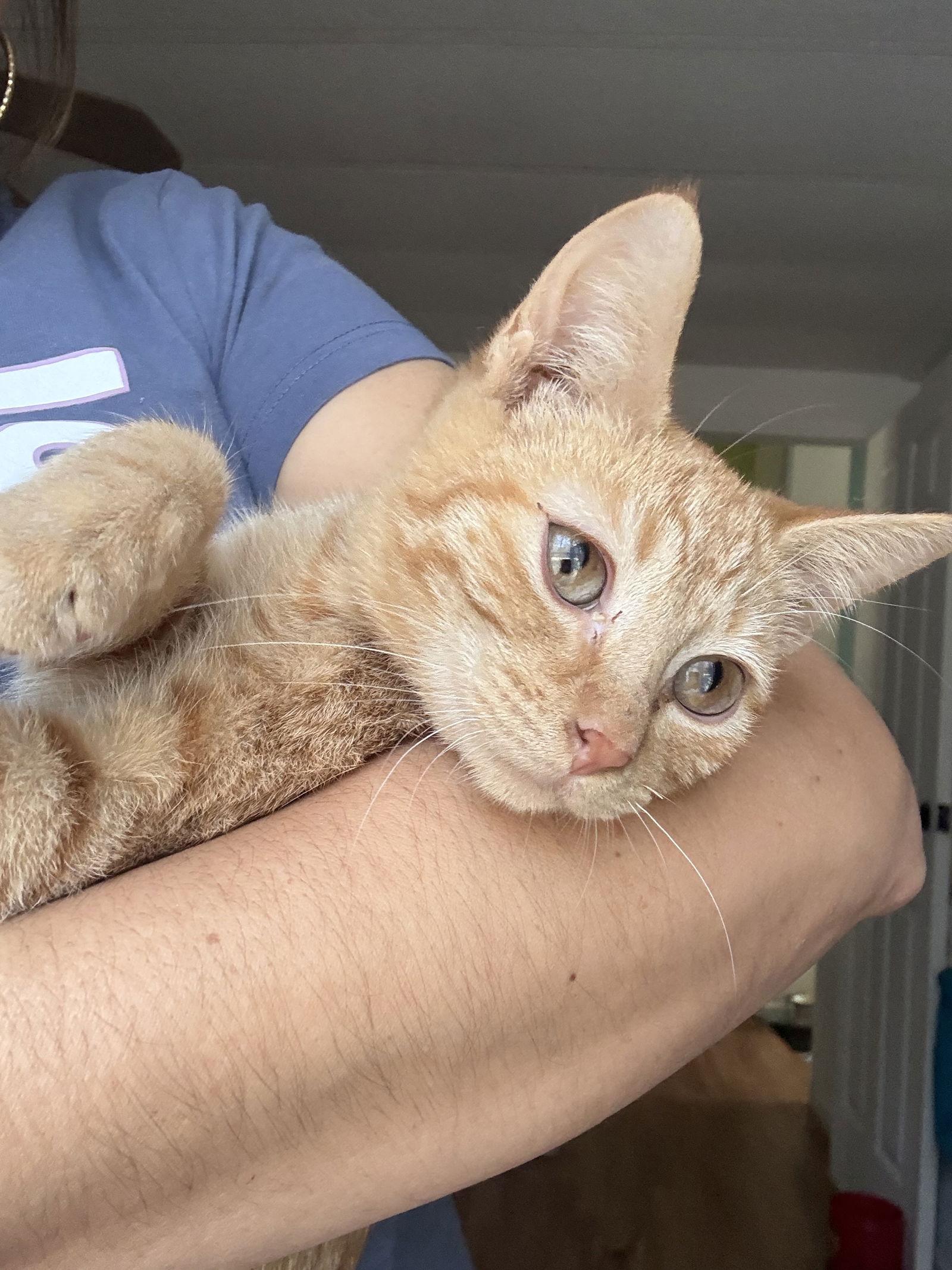 Lila, a Adoptable Domestic Short Hair in The Woodlands, TX image 3/3