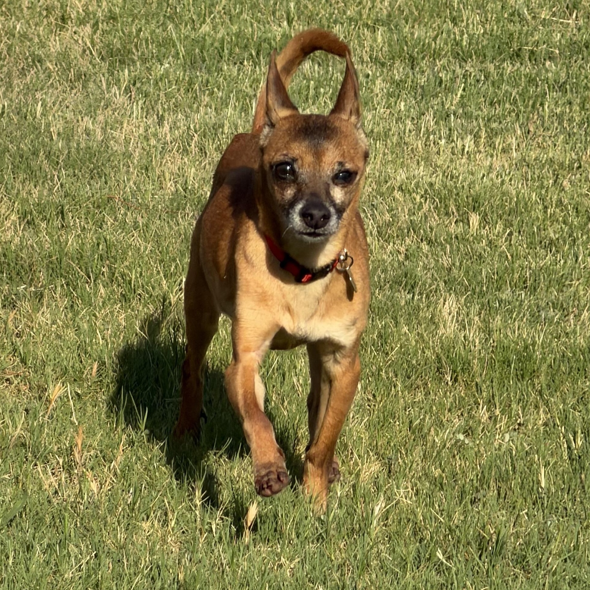 Nicholas, a ADOPTABLE mixed breed in Yukon, OK image 2/2