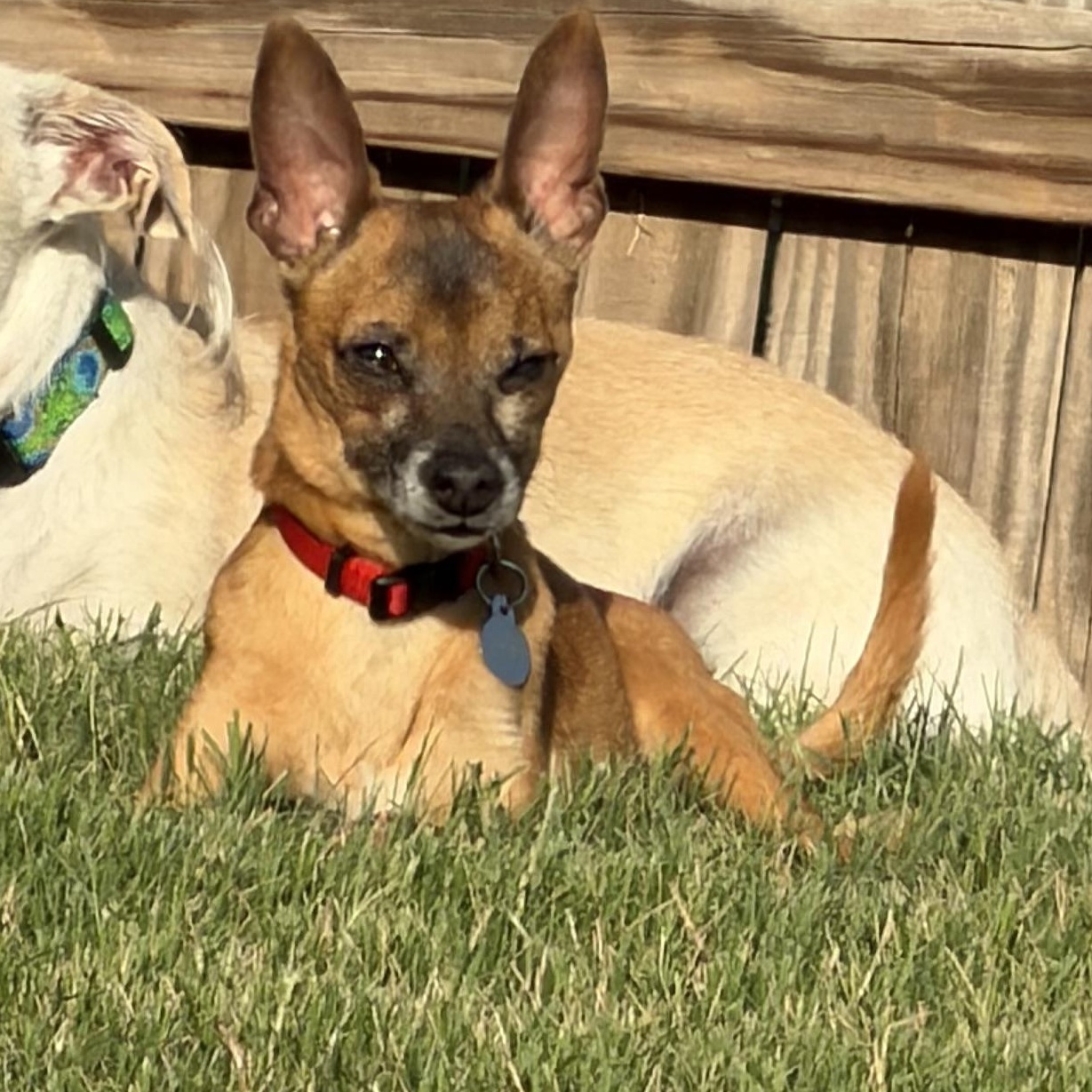 Nicholas, a ADOPTABLE mixed breed in Yukon, OK image 1/2