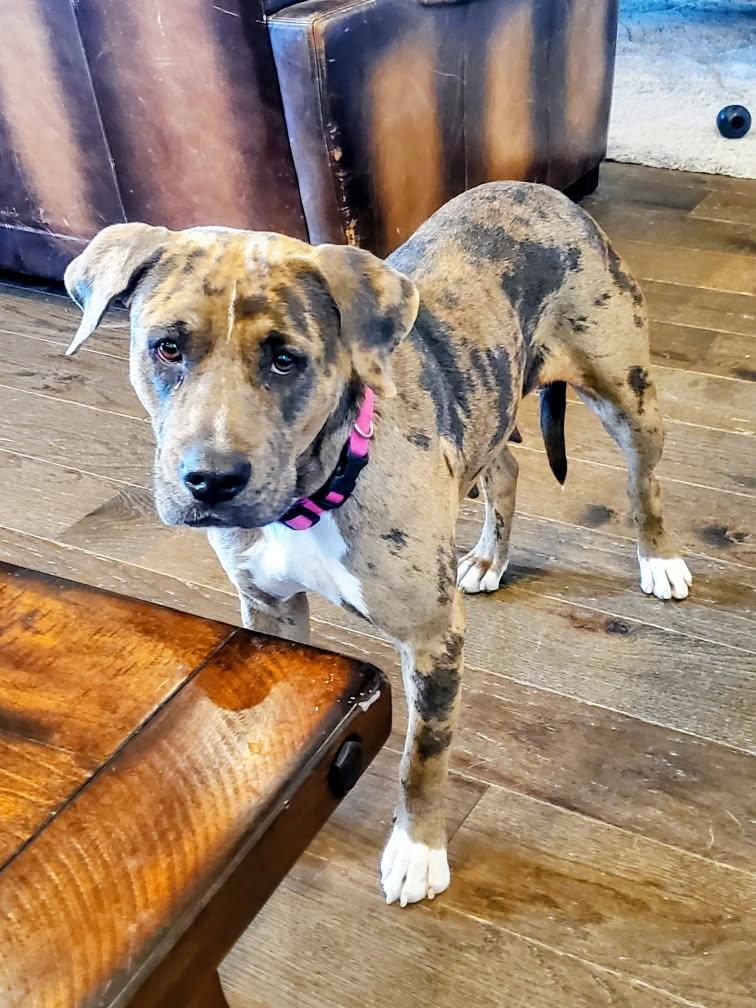 Shelly , adopted, Young Female Catahoula Leopard Dog & Terrier.