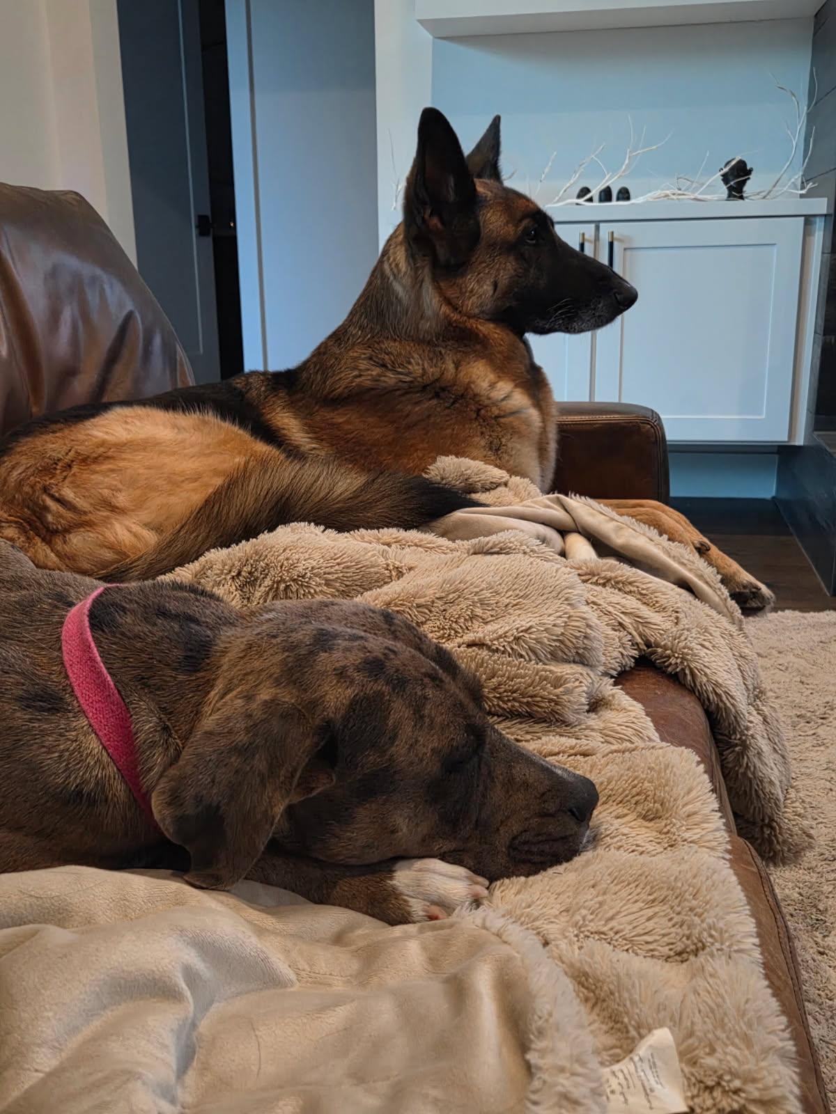 Shelly , an adopted mixed breed in Cody, WY image 5/5