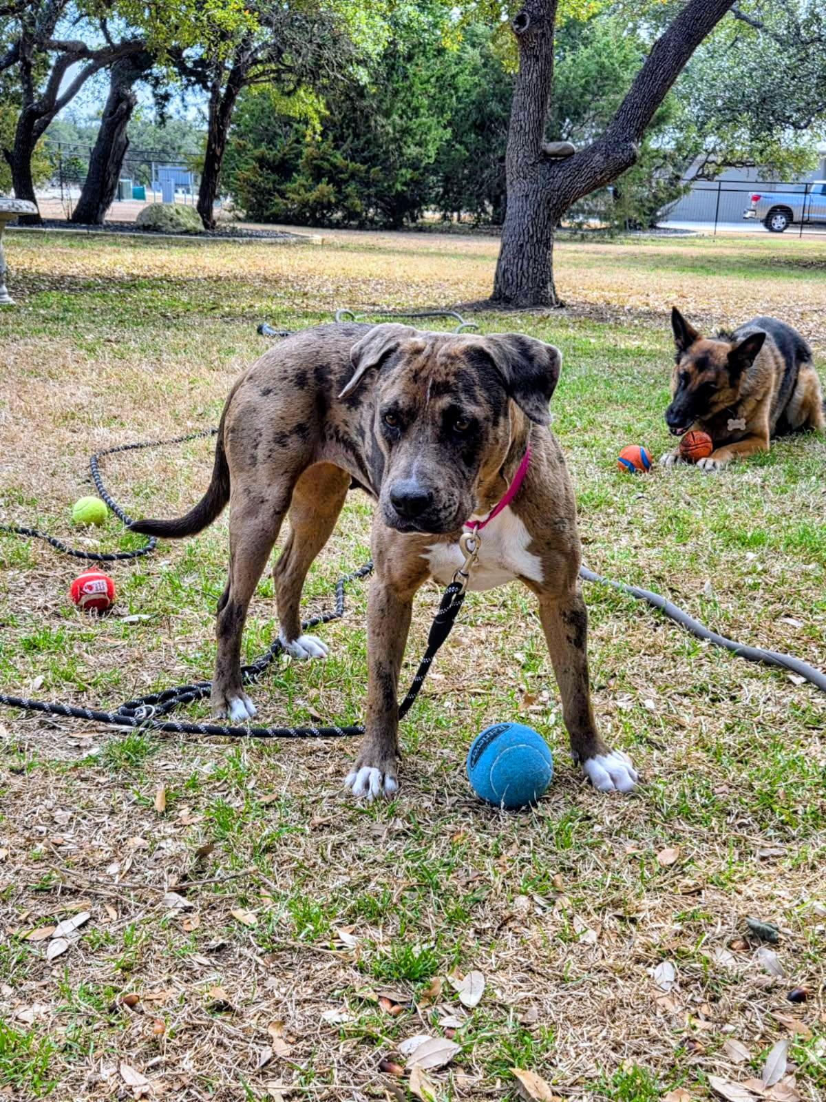 Shelly , an adopted mixed breed in Cody, WY image 3/5