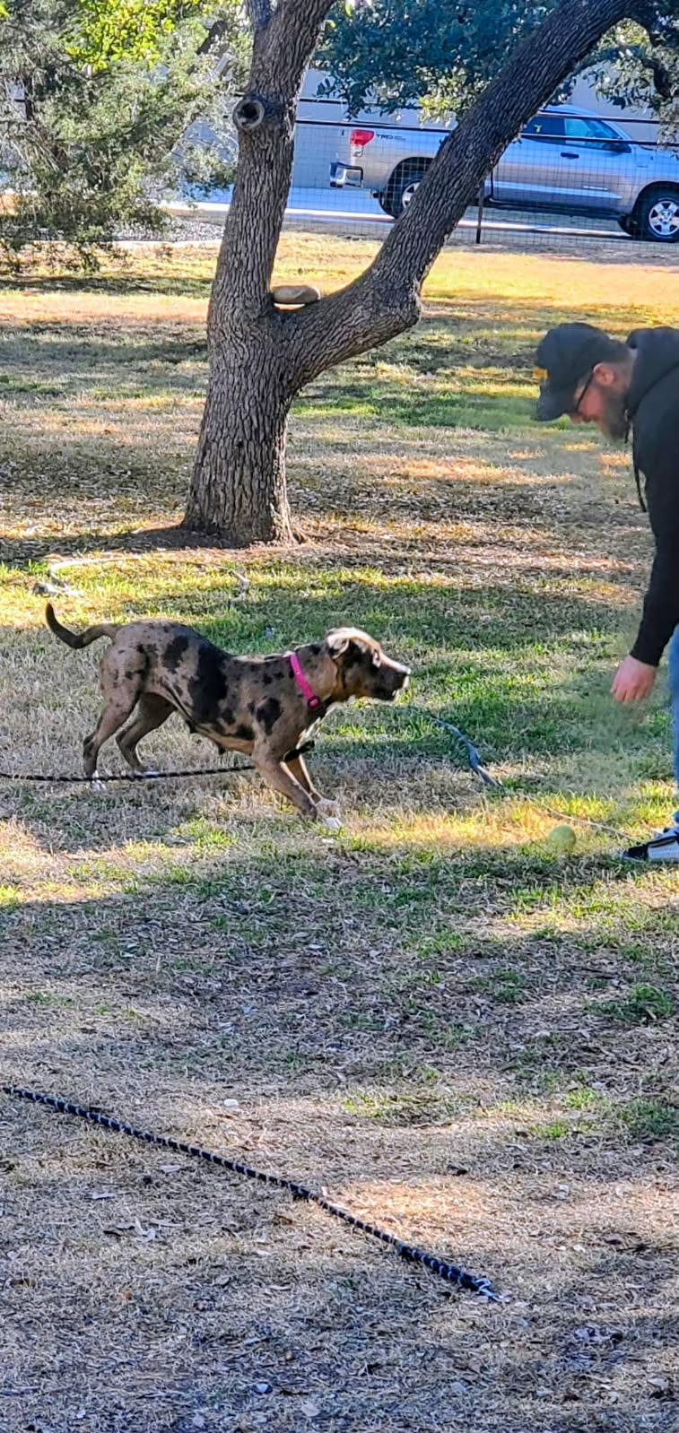 Shelly , an adopted mixed breed in Cody, WY image 2/5